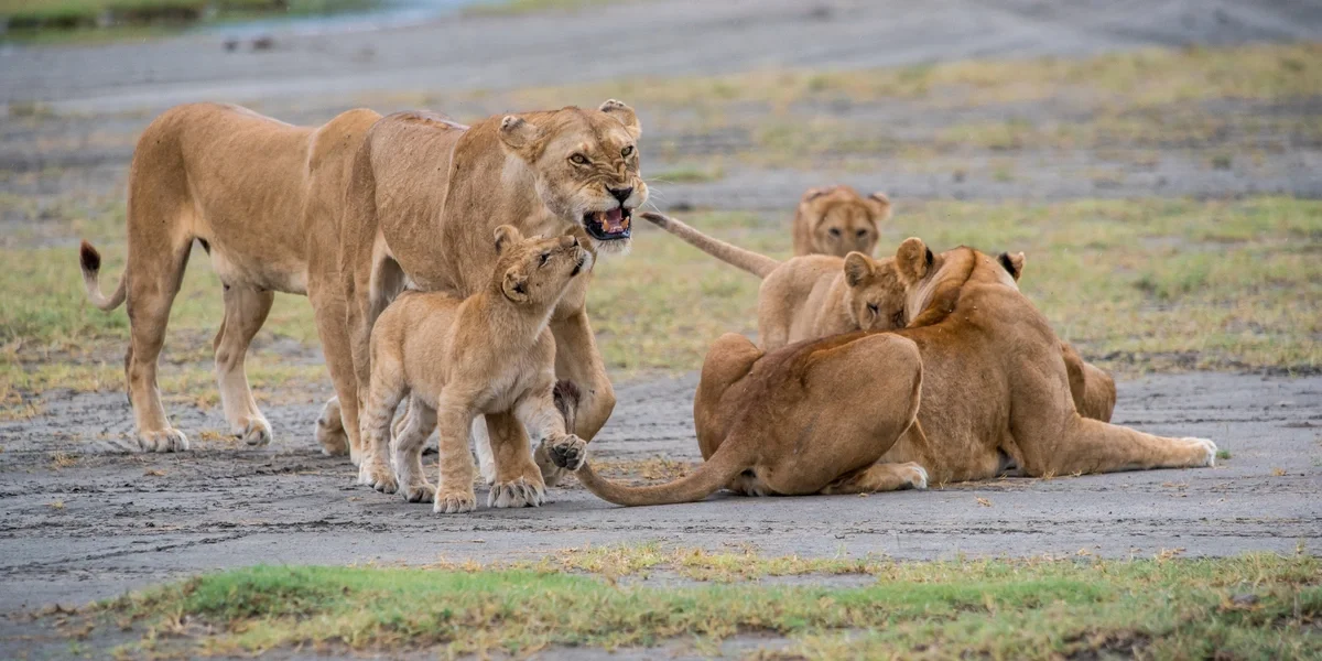 Safari de 7 jours en Tanzania du Nord depuis Nairobi (finale au cratère)