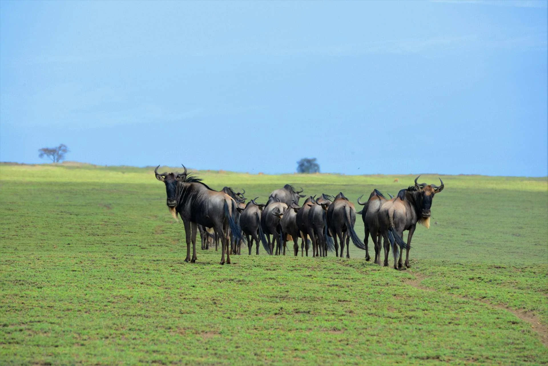 Safari de 3 jours : Serengeti et grand final au Ngorongoro Crater