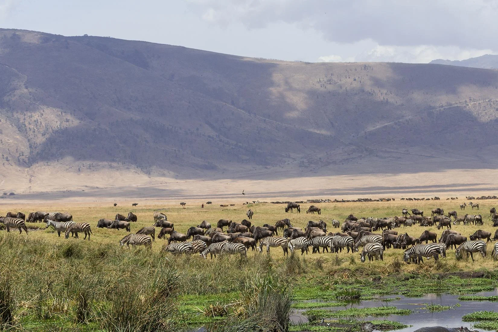 Safari de 3 Jours au Cratère du Ngorongoro depuis Karatu