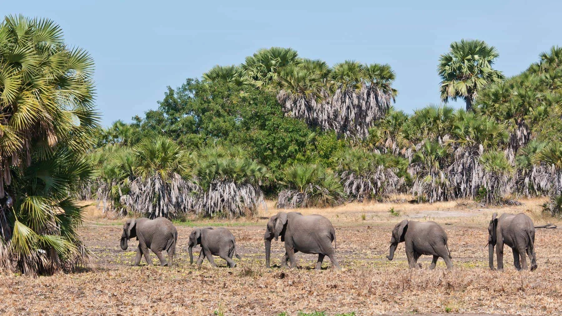 Nyerere National Park — 3