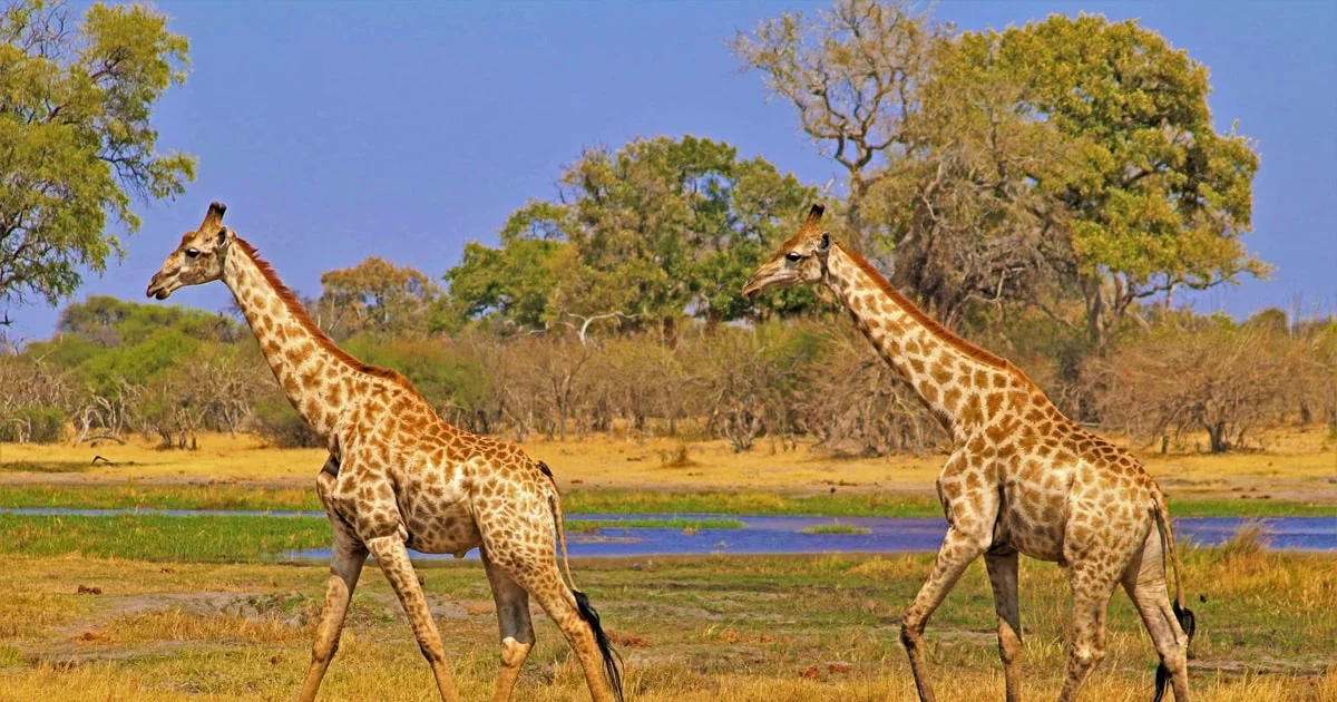 8 Giorni: Nyerere & Thanda Island