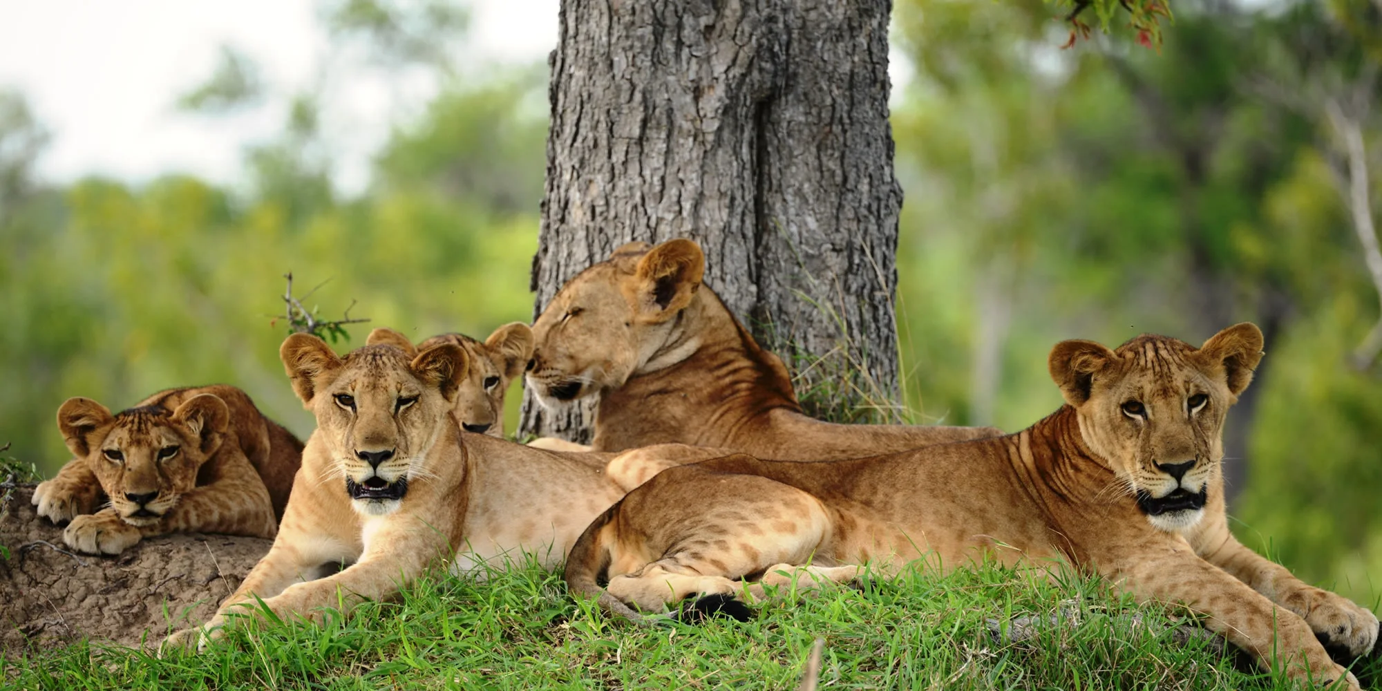 10 Giorni Safari nel Sud, Rovine di Kilwa e Fanjove Island