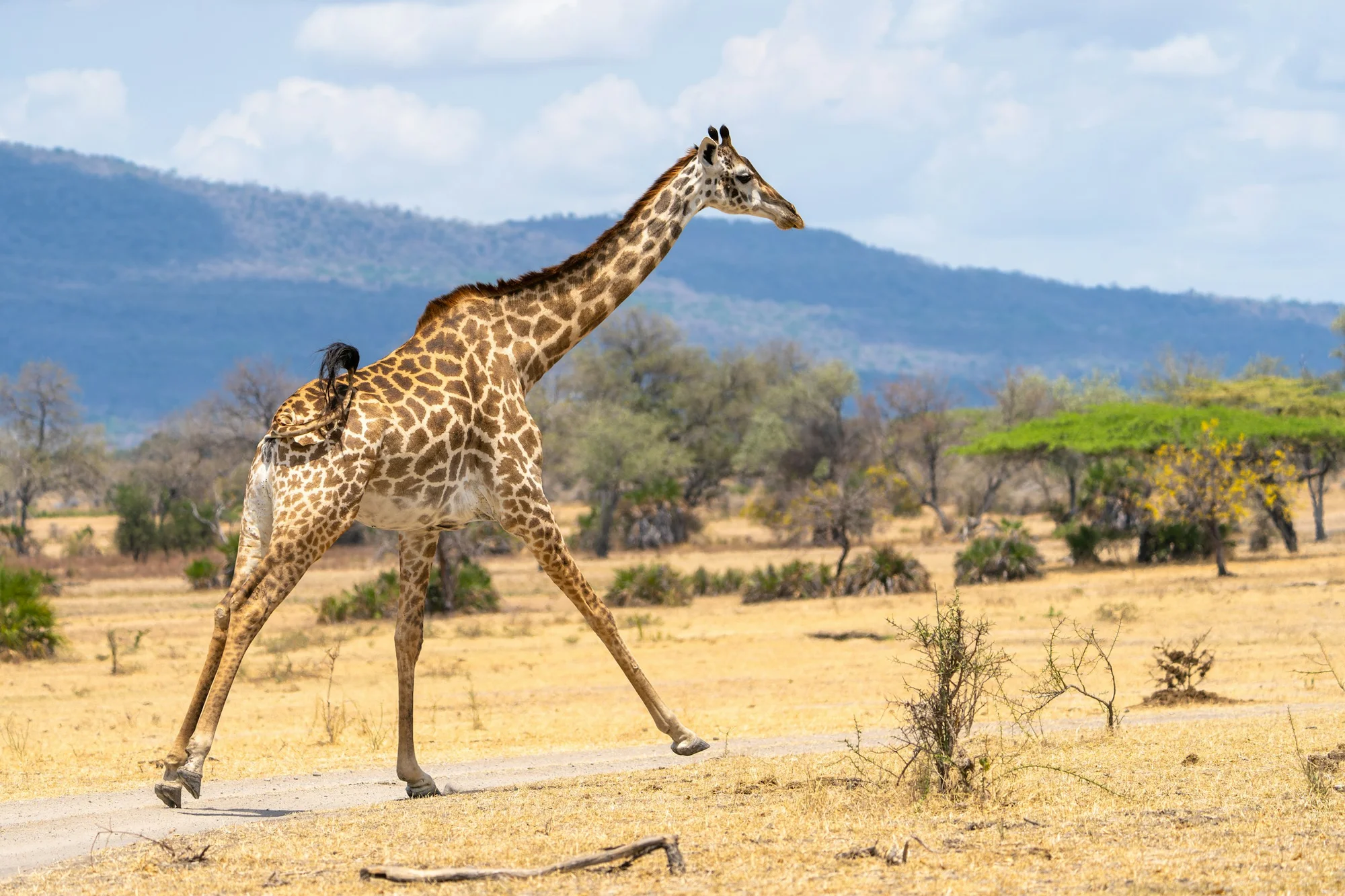 Safari nord de 8 jours & safari en bateau à Nyerere
