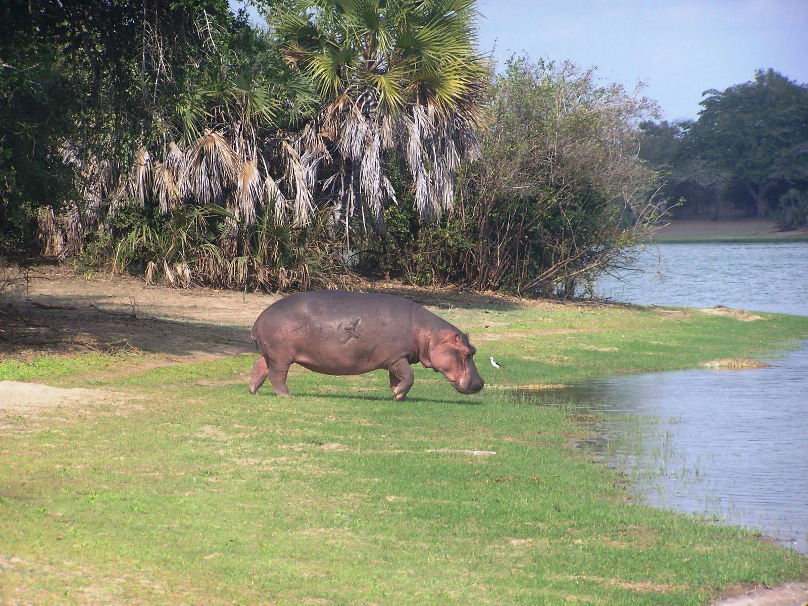 Safari di 10 Giorni nel Sud & Zanzibar -- Nyerere, Ruaha e l'Isola delle Spezie