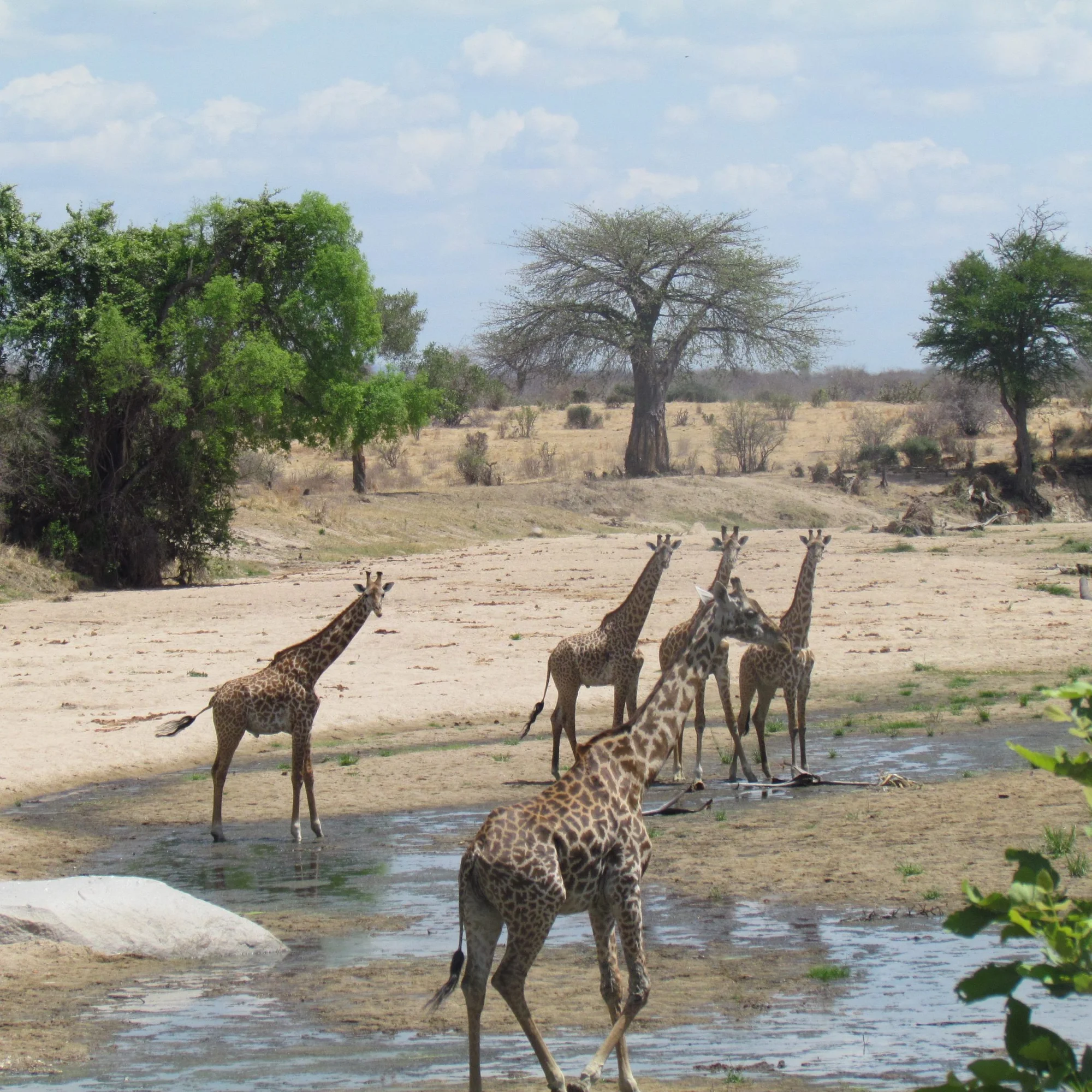 7-Day Best of Southern Tanzania Safari (Fly-In)