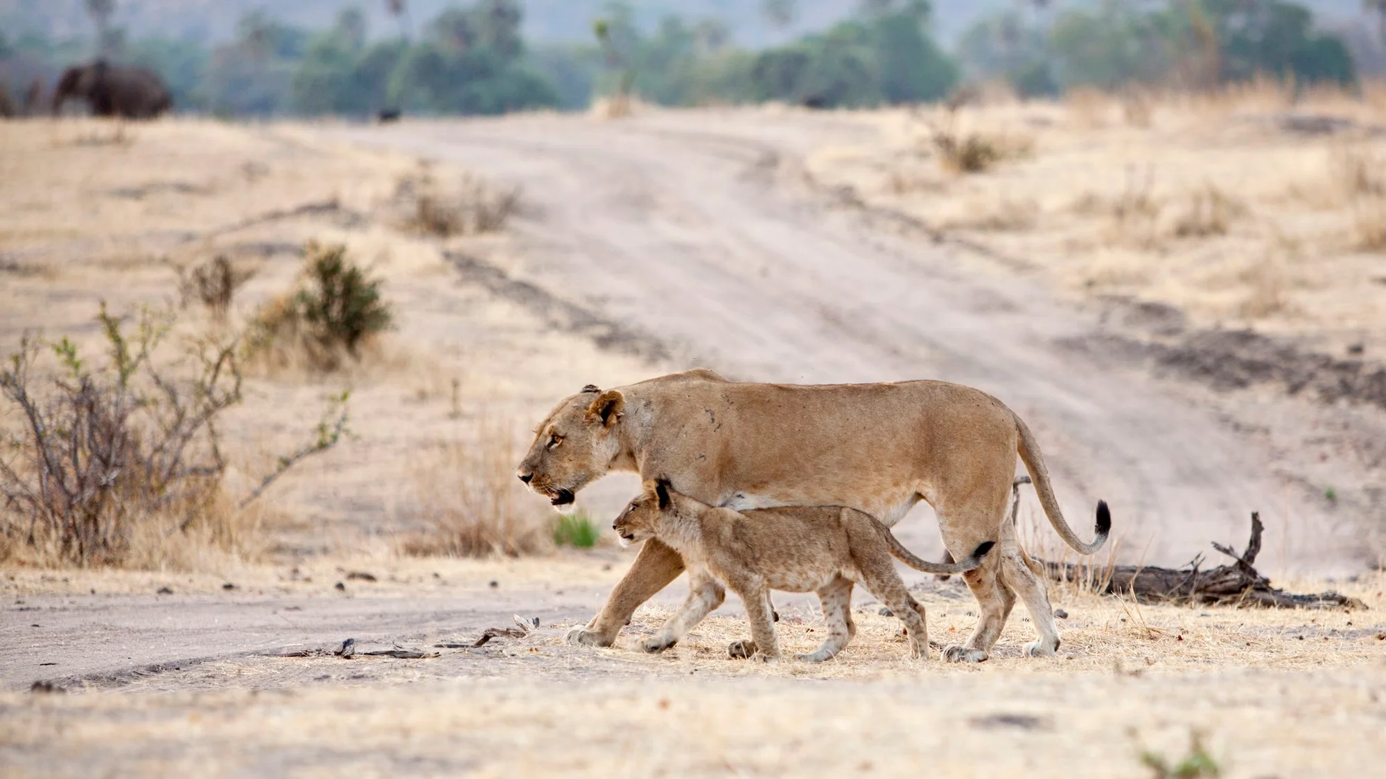 Safari a Piedi e Licaoni di 8 Giorni (Circuito Meridionale)