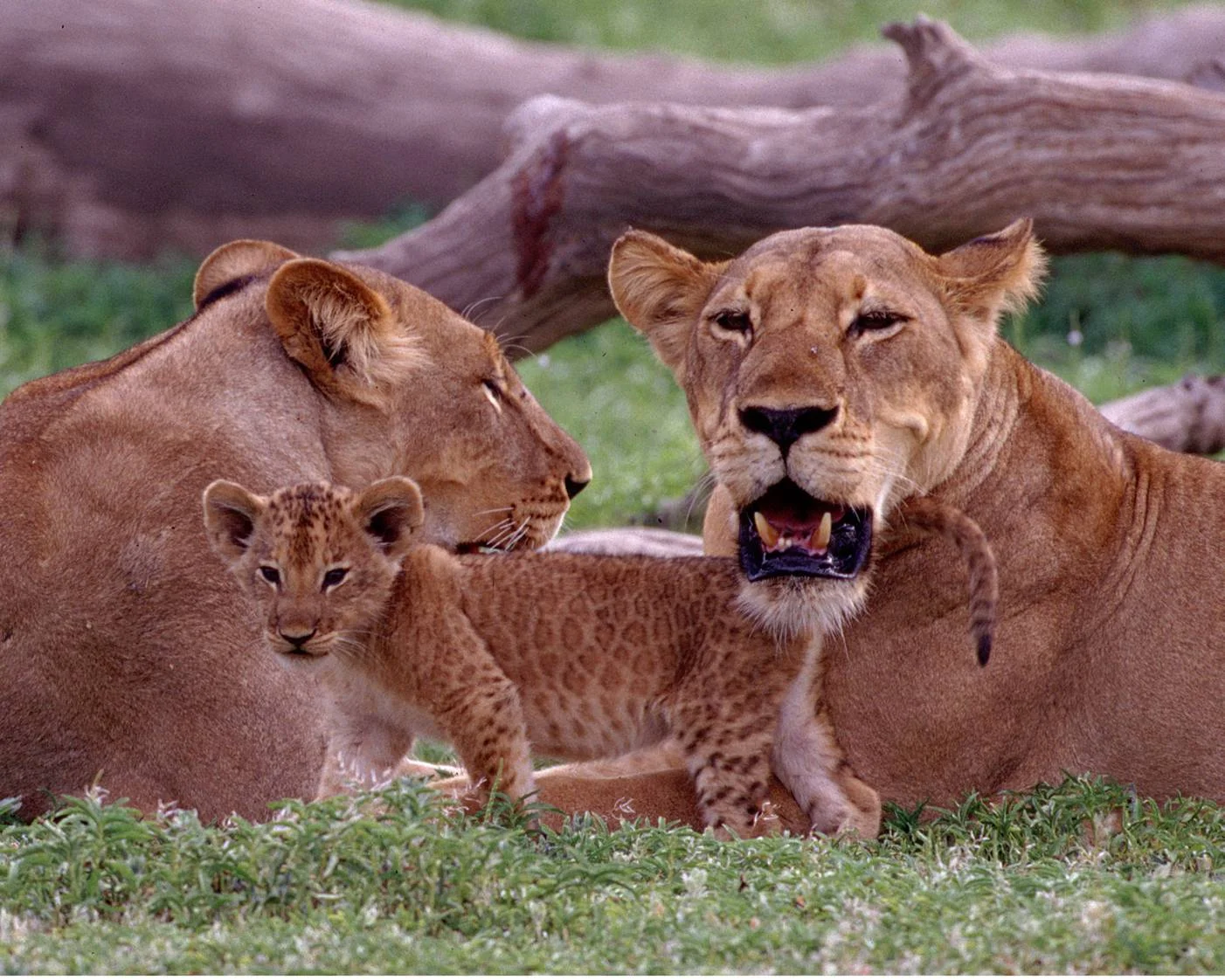 3-Day Ruaha Fly-In Safari
