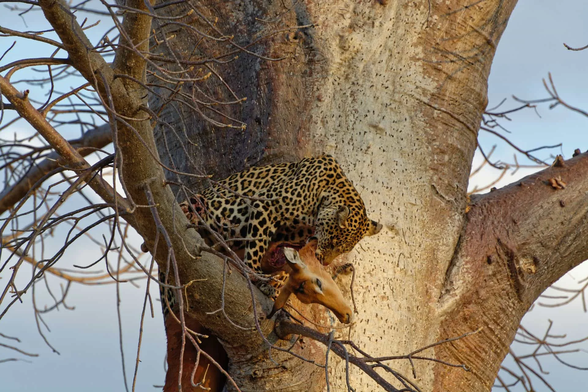 17-Day Grand Southern + Western Overland — The Ultimate Tanzania Overland