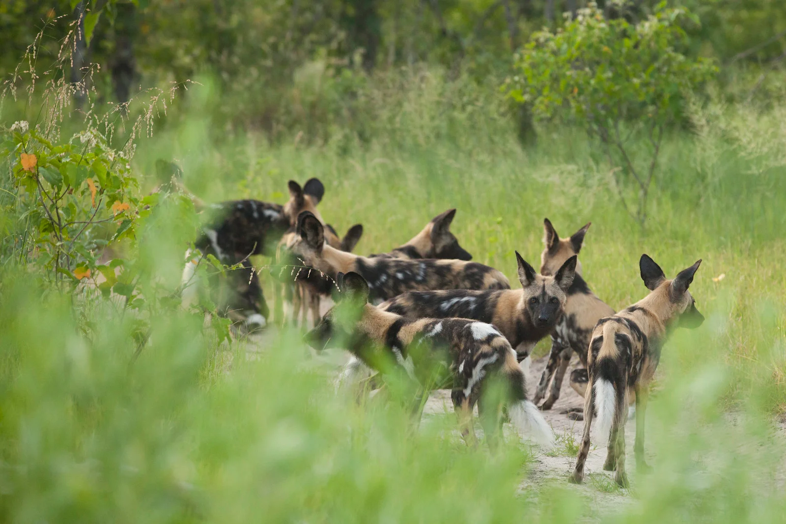 Safari di 10 Giorni: Nyerere, Ruaha e Thanda Island
