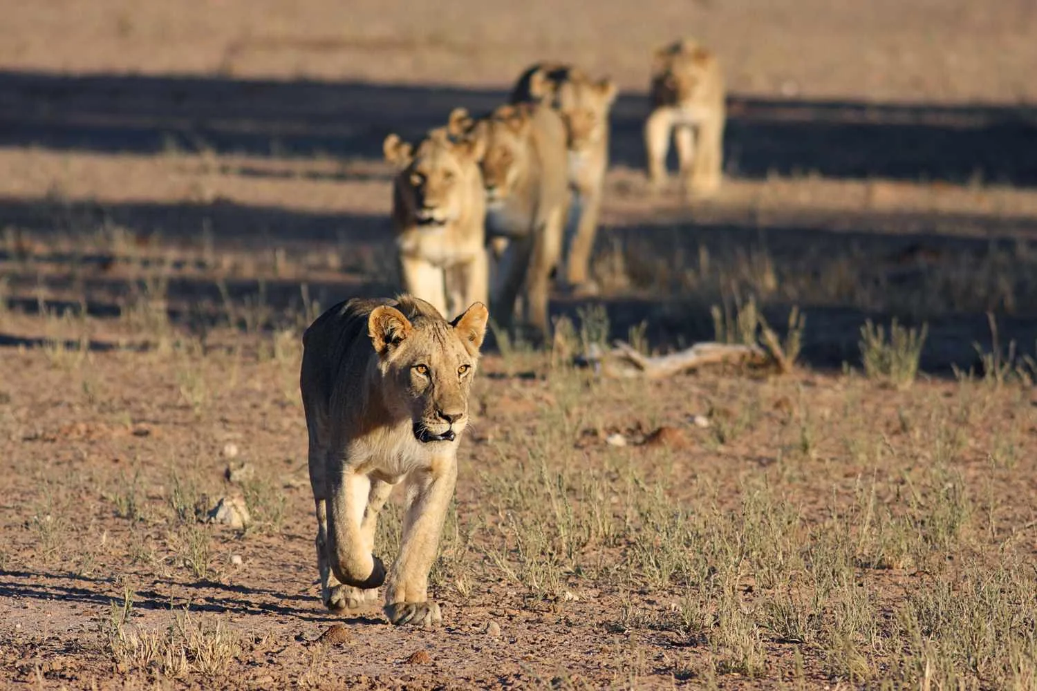 Safari Fly-In di 7 Giorni: il Meglio della Tanzania Meridionale