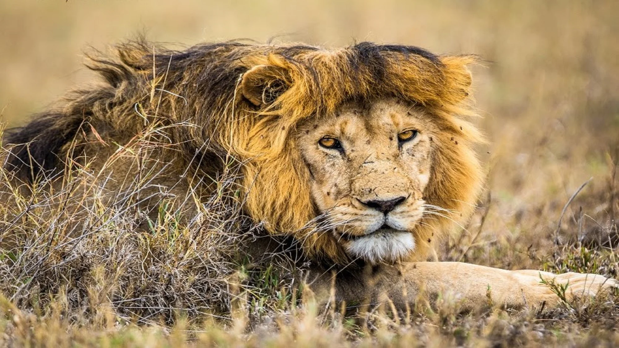5 Tage Udzungwa & Ruaha — Wanderfokussierte Safari im Süden