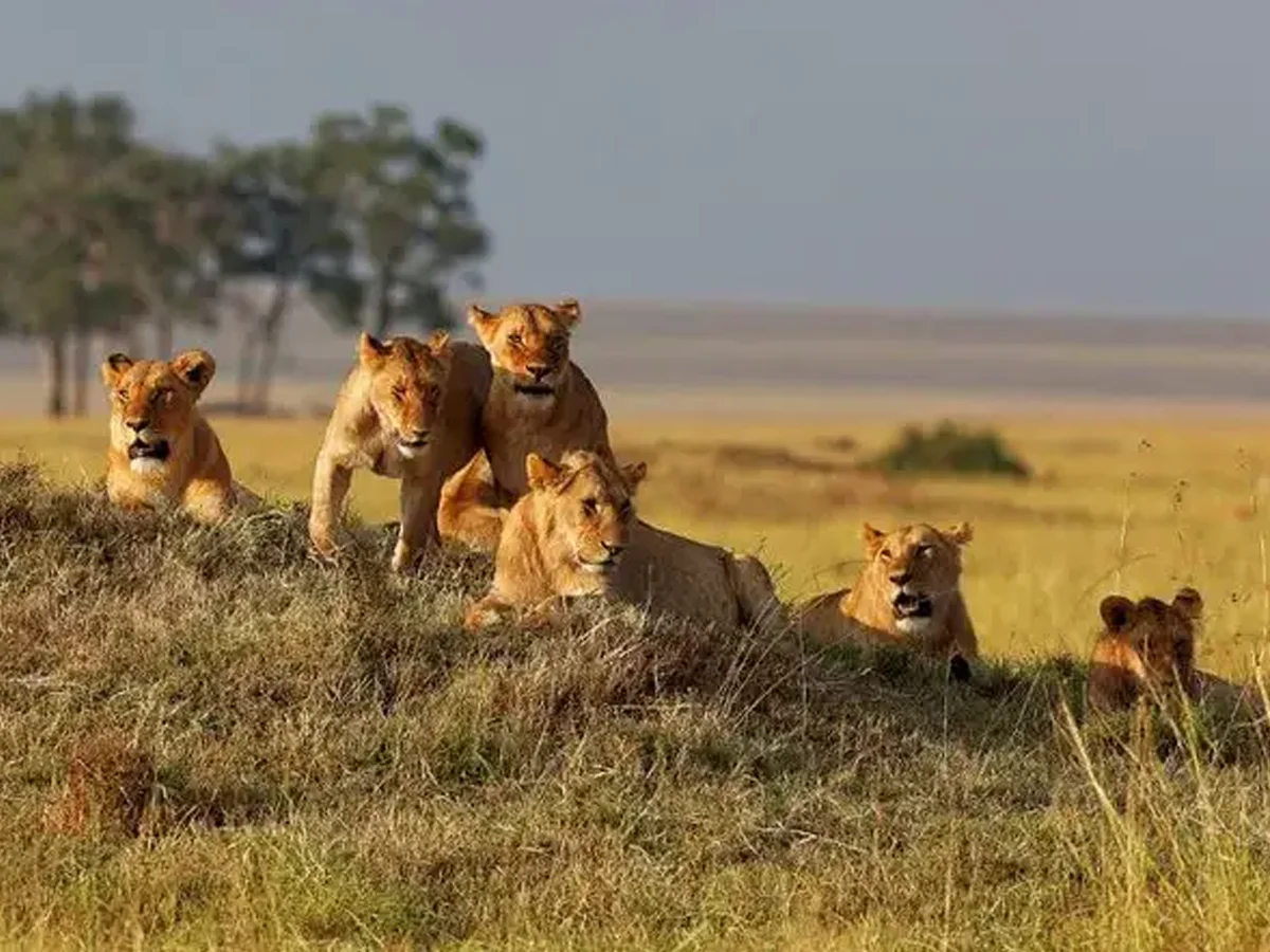 5-tägige Express-Safari durch Mikumi, Udzungwa & Ruaha
