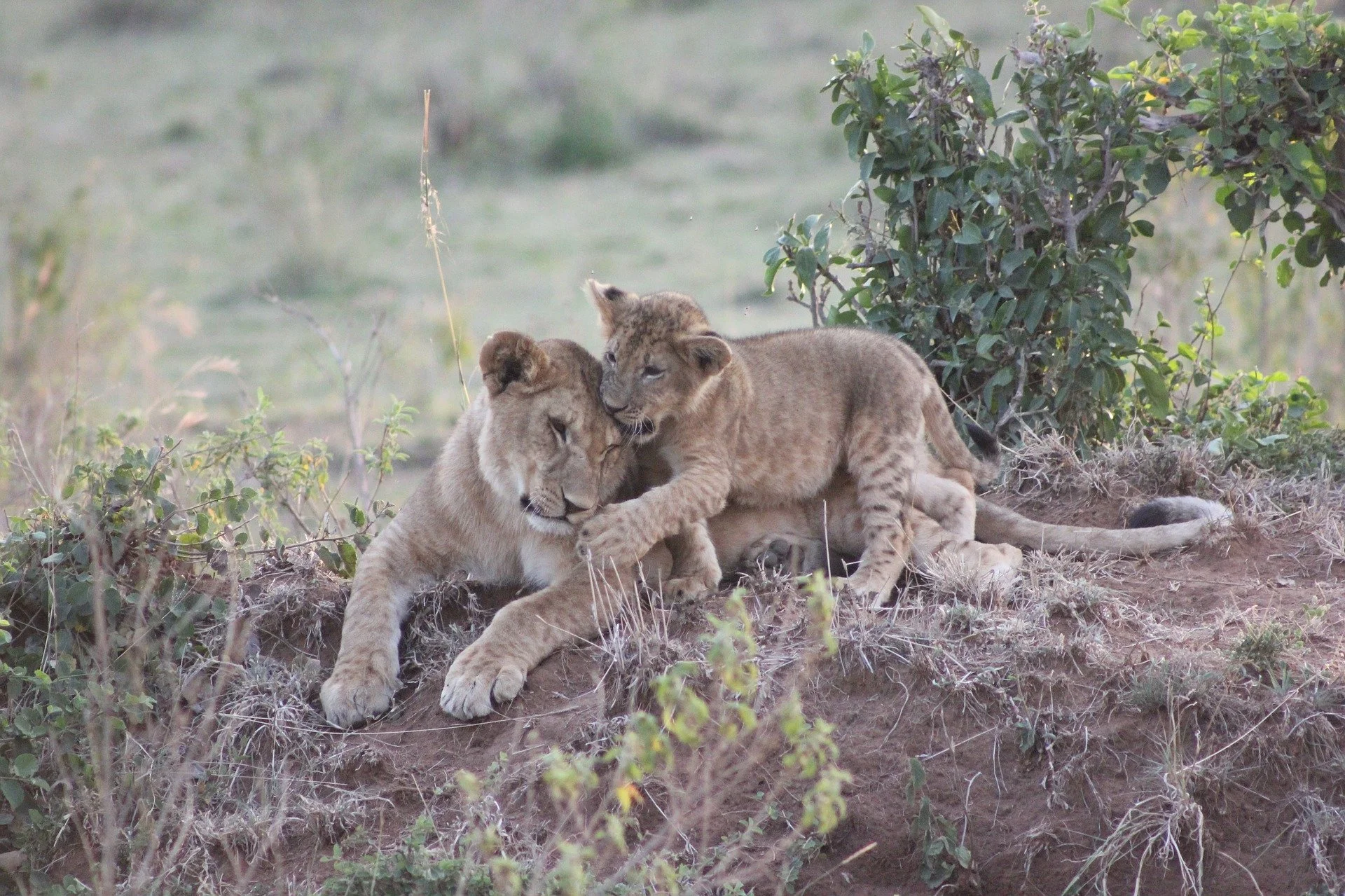 Samburu National Reserve — 3