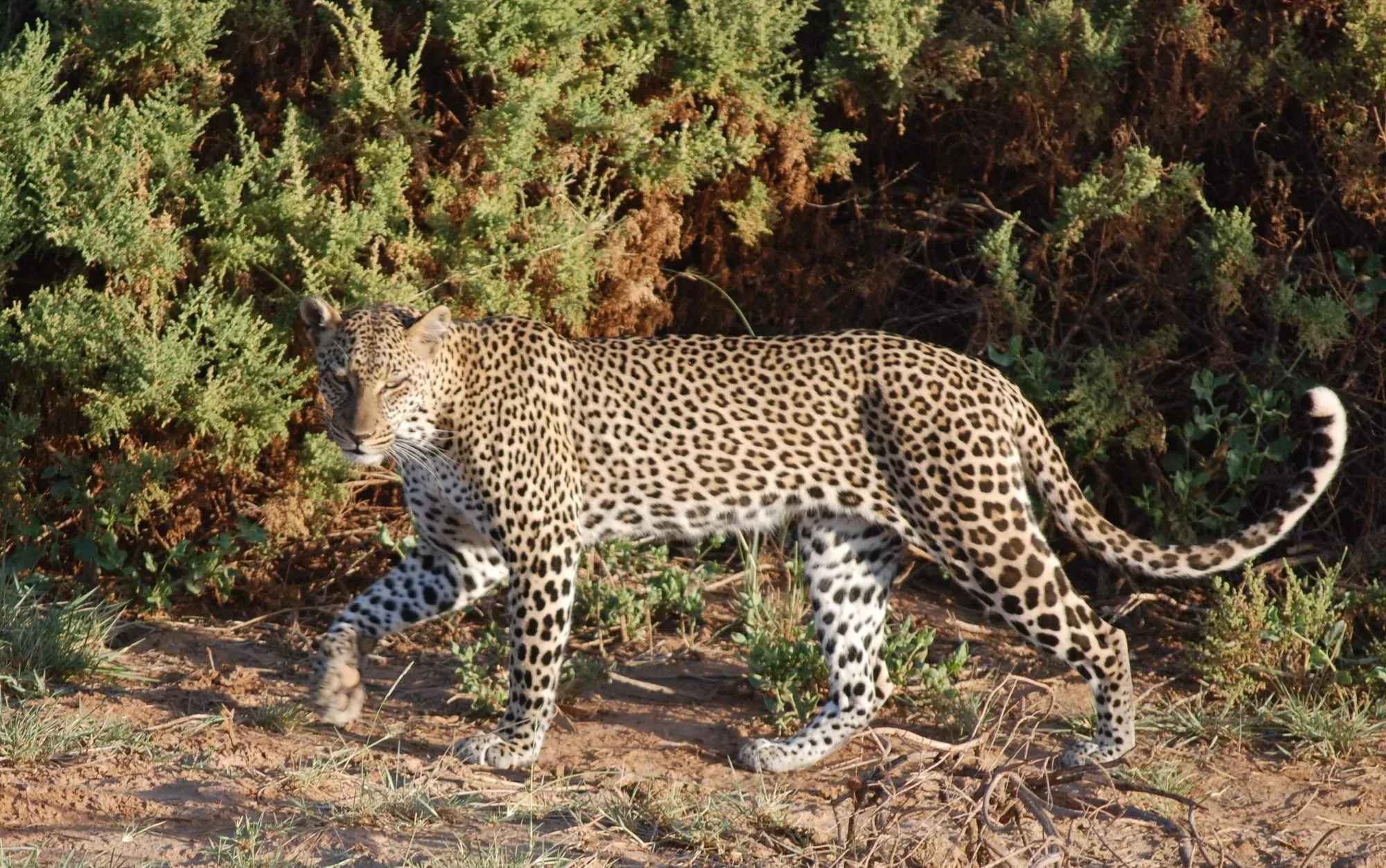 Samburu National Reserve — 4