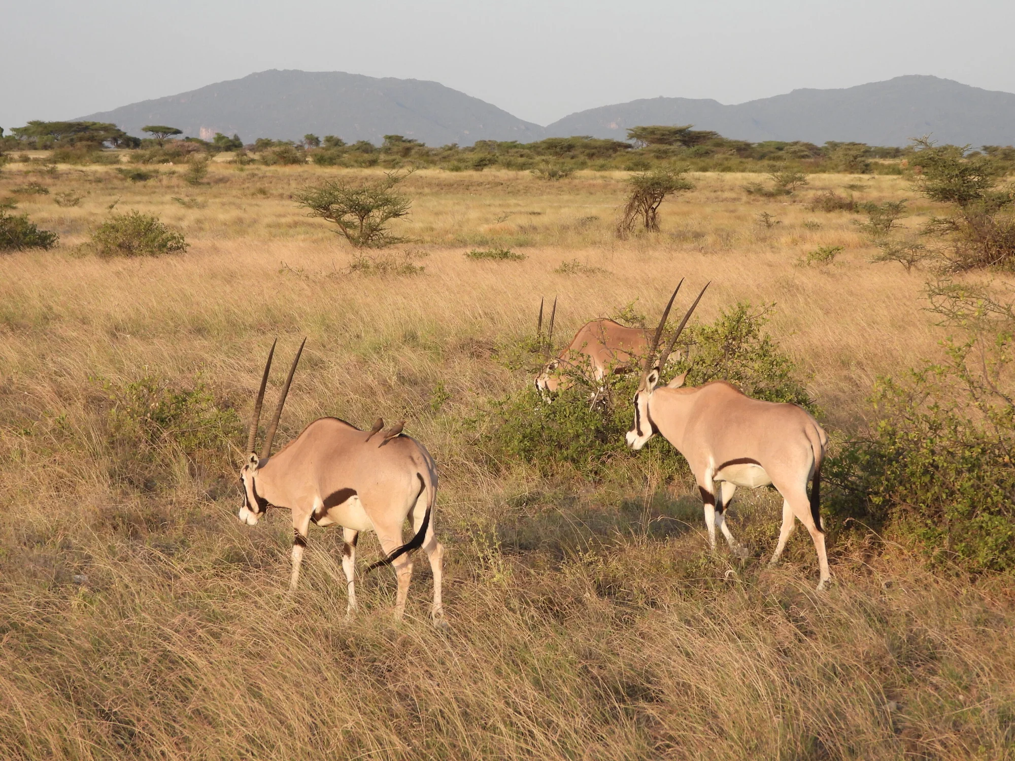 Samburu National Reserve — 5