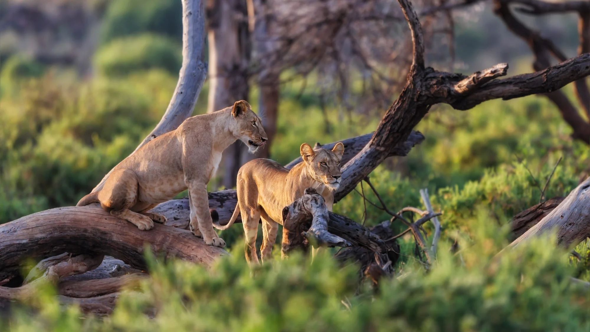 10-Day Pure Kenya — Chyulu Hills, Masai Mara & Samburu