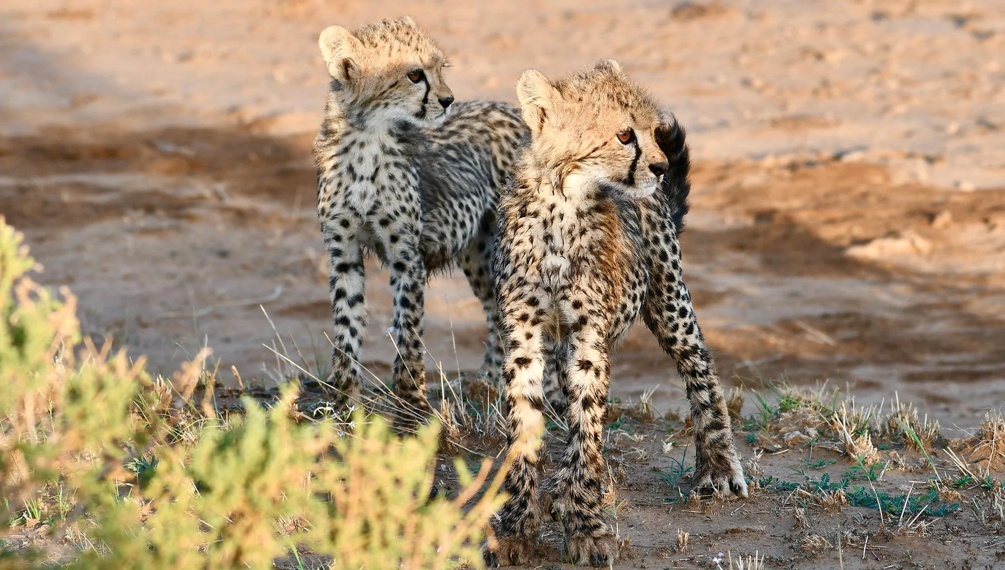 4-Day Samburu & Ol Pejeta — Northern Kenya's Conservation Pair
