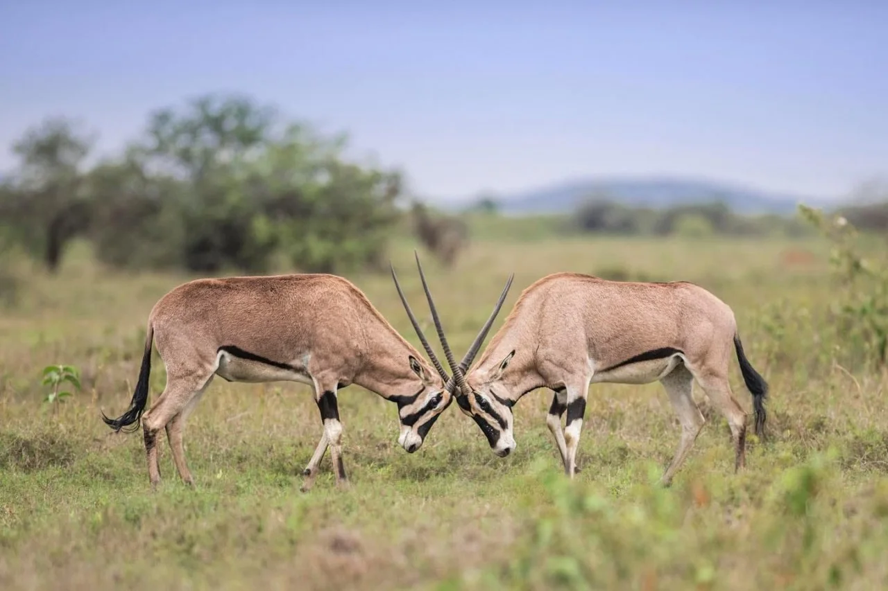 3-Day Samburu Safari: Kenya's Special Five