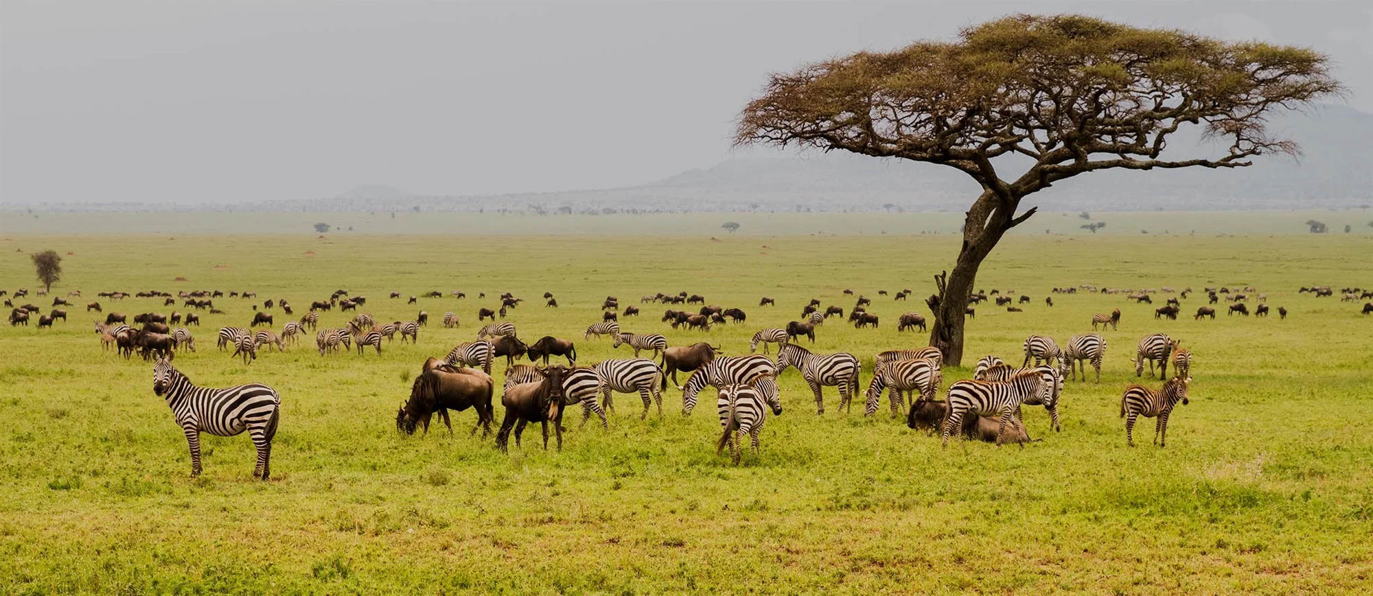 10-Day Wildebeest Migration Kenya & Tanzania Safari
