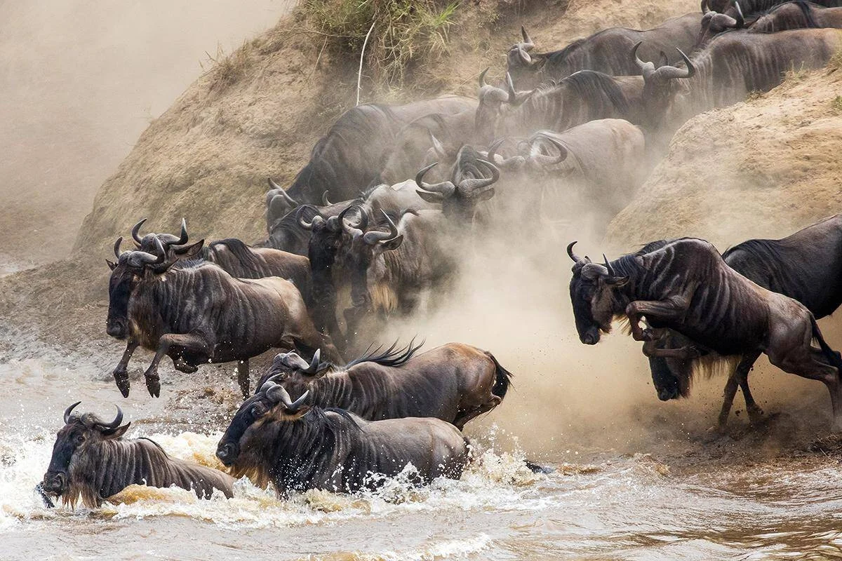 Tesori della Tanzania Settentrionale in 7 Giorni: Fly-In di Lusso tra il Cratere di Ngorongoro e il Serengeti