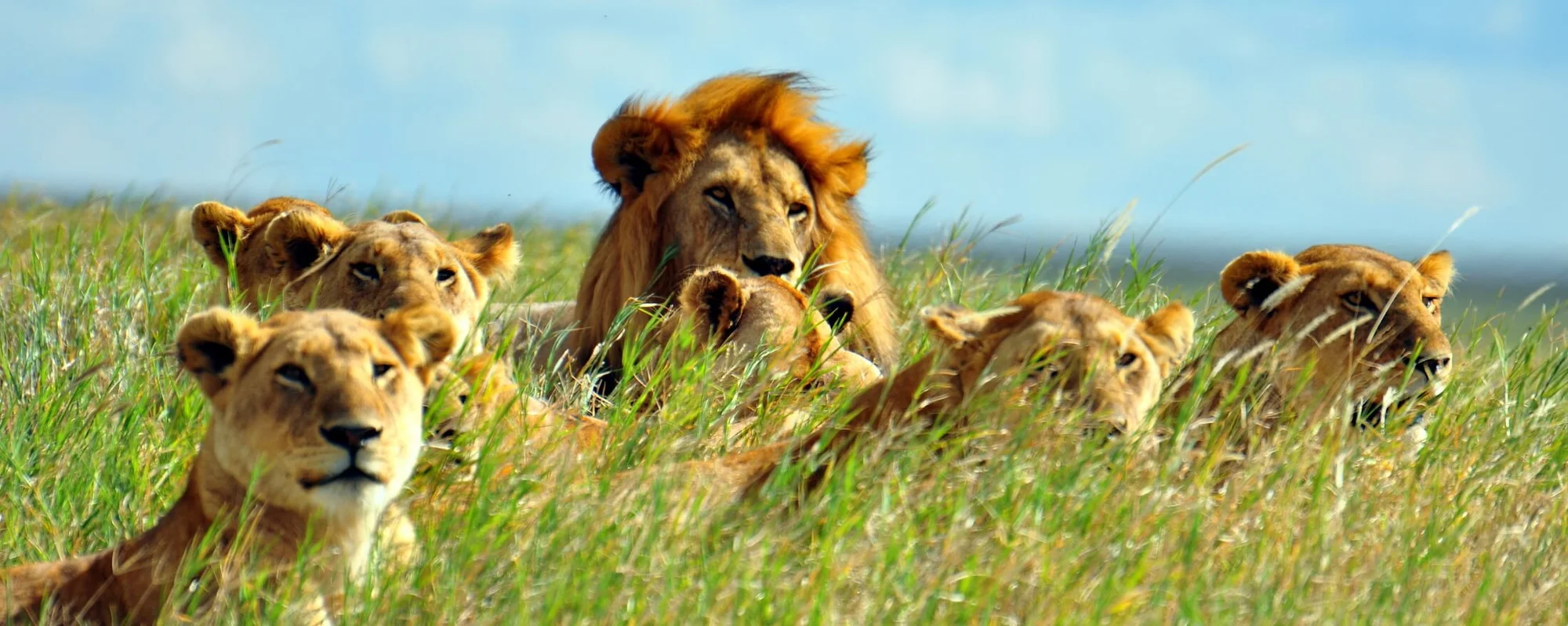 Safari Classico di 8 Giorni nel Nord della Tanzania