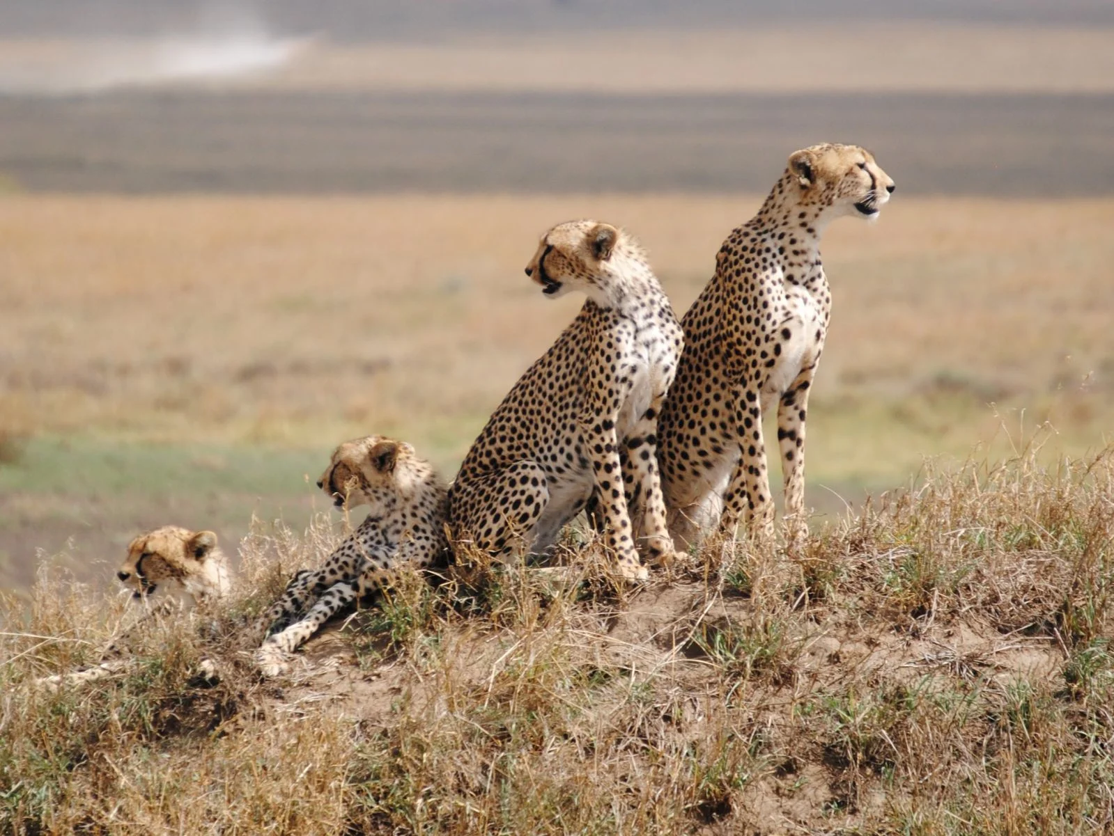 6-Day Full Fly-In Northern Circuit Safari