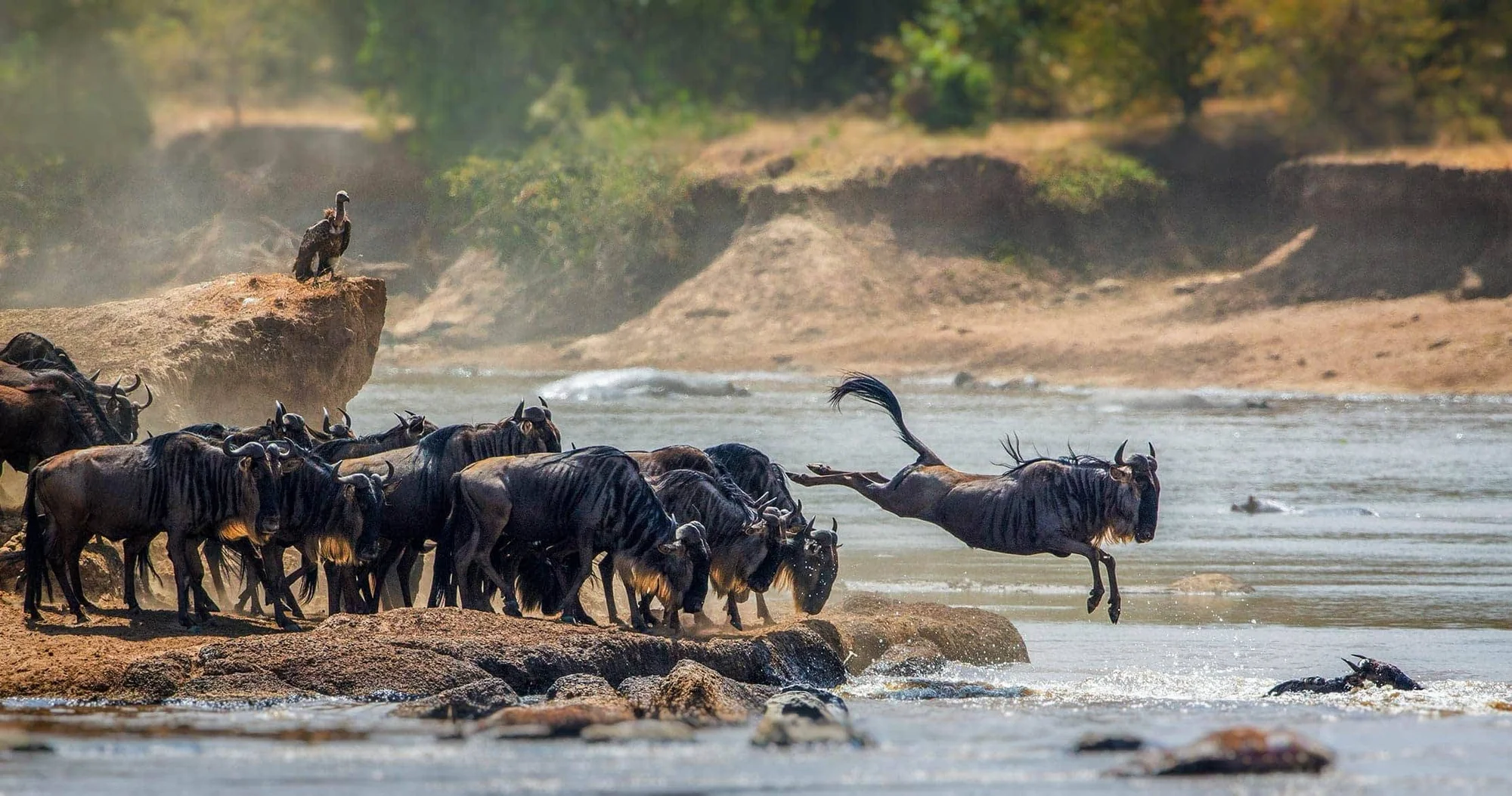 4-Day Western Serengeti & Grumeti Fly-In Safari
