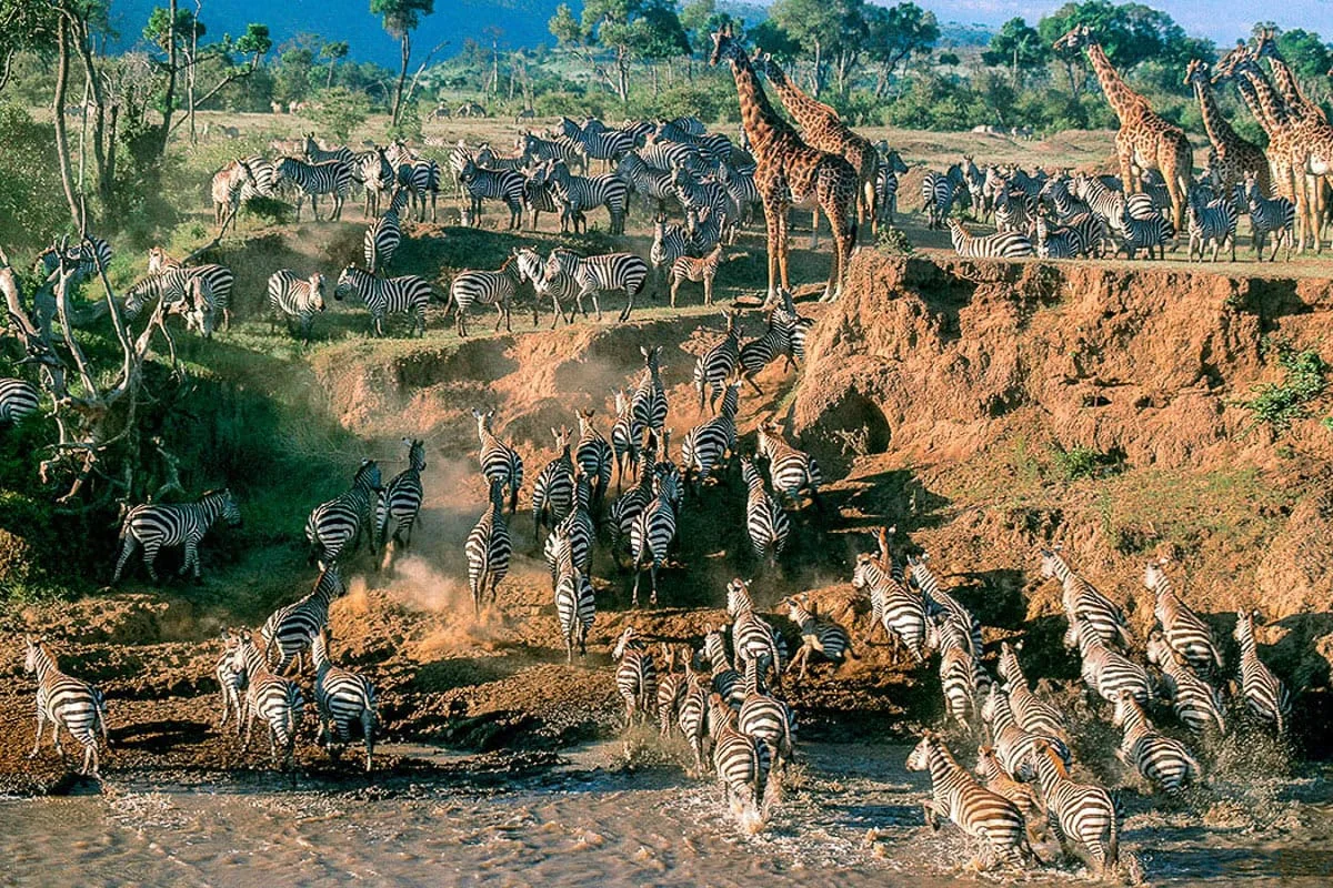8-Day Tanzania Parks & Private Conservancy Safari