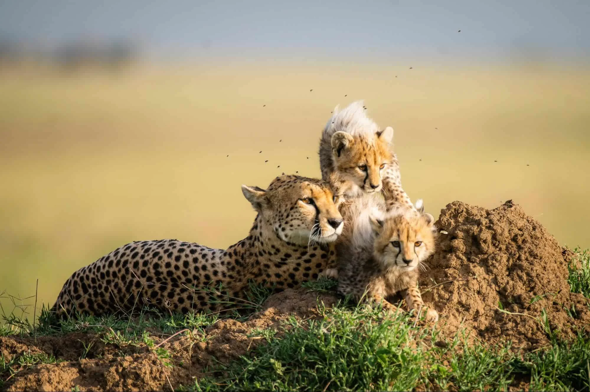 Safari di Lusso Assoluto di 9 Giorni alla Scoperta della Tanzania