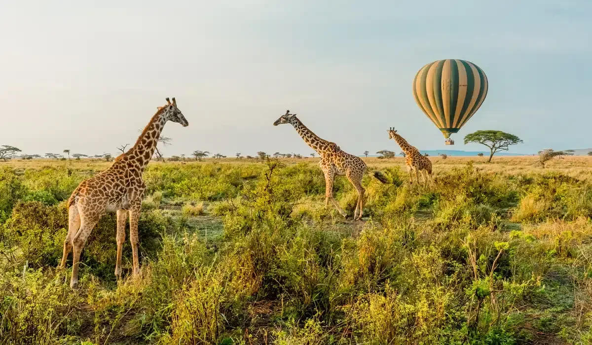 Estancia Prolongada de 7 Días en el Serengeti en Avioneta