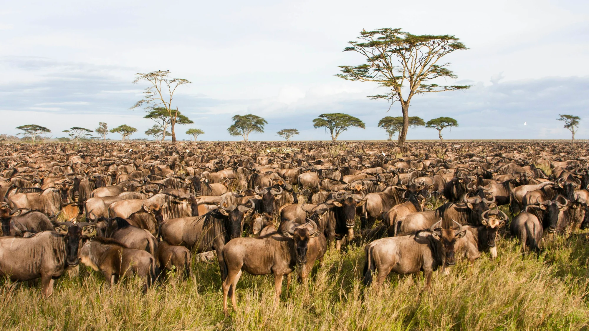 13-Day Best of Tanzania Ultra-Luxury Safari