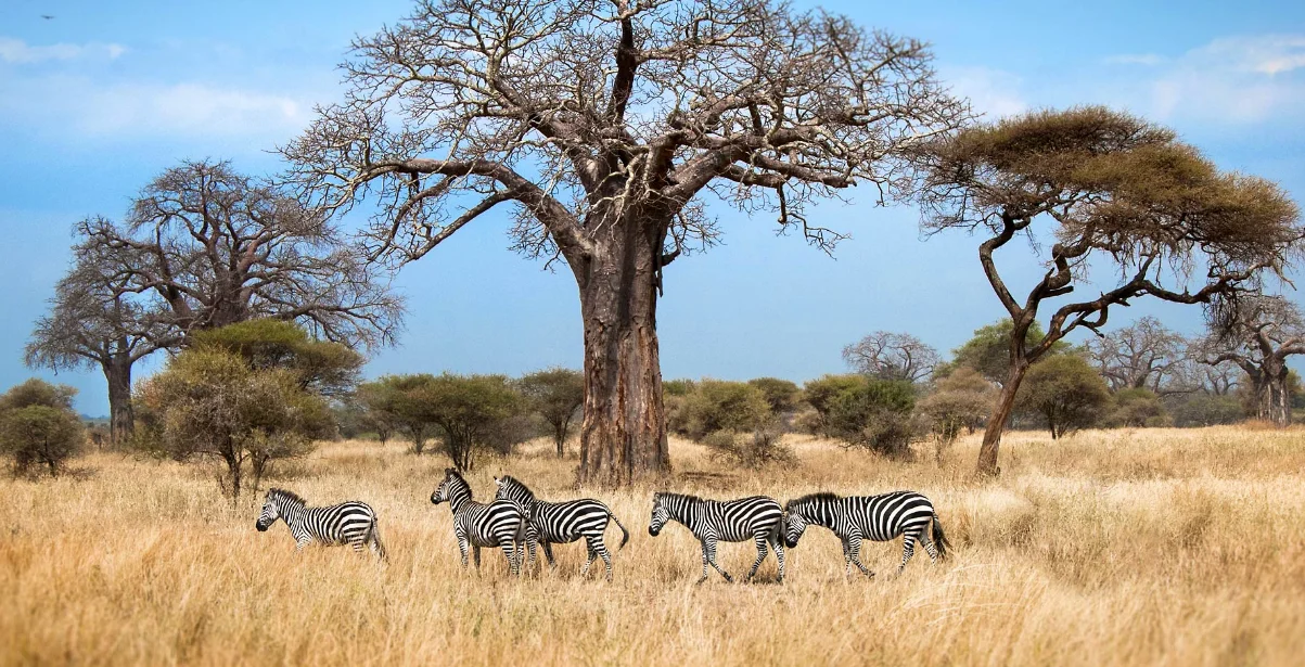 Safari de 6 jours en avion-brousse dans le Centre du Serengeti, bouquet final au cratère