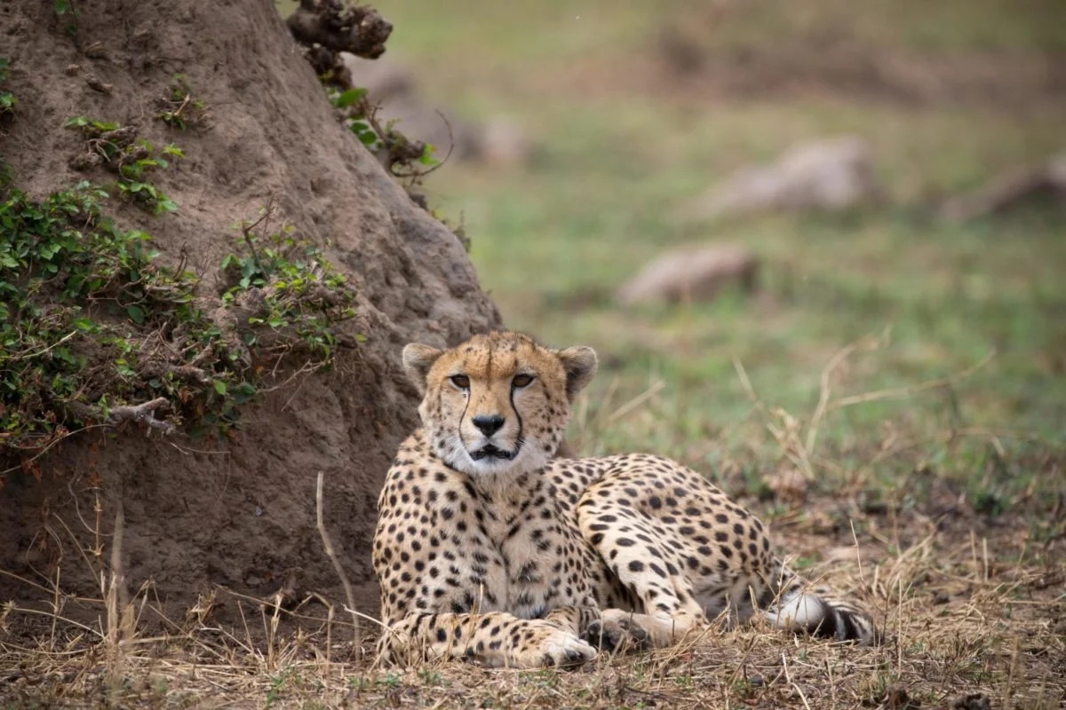 Safari di 5 Giorni Tarangire, Serengeti e Gran Finale al Cratere