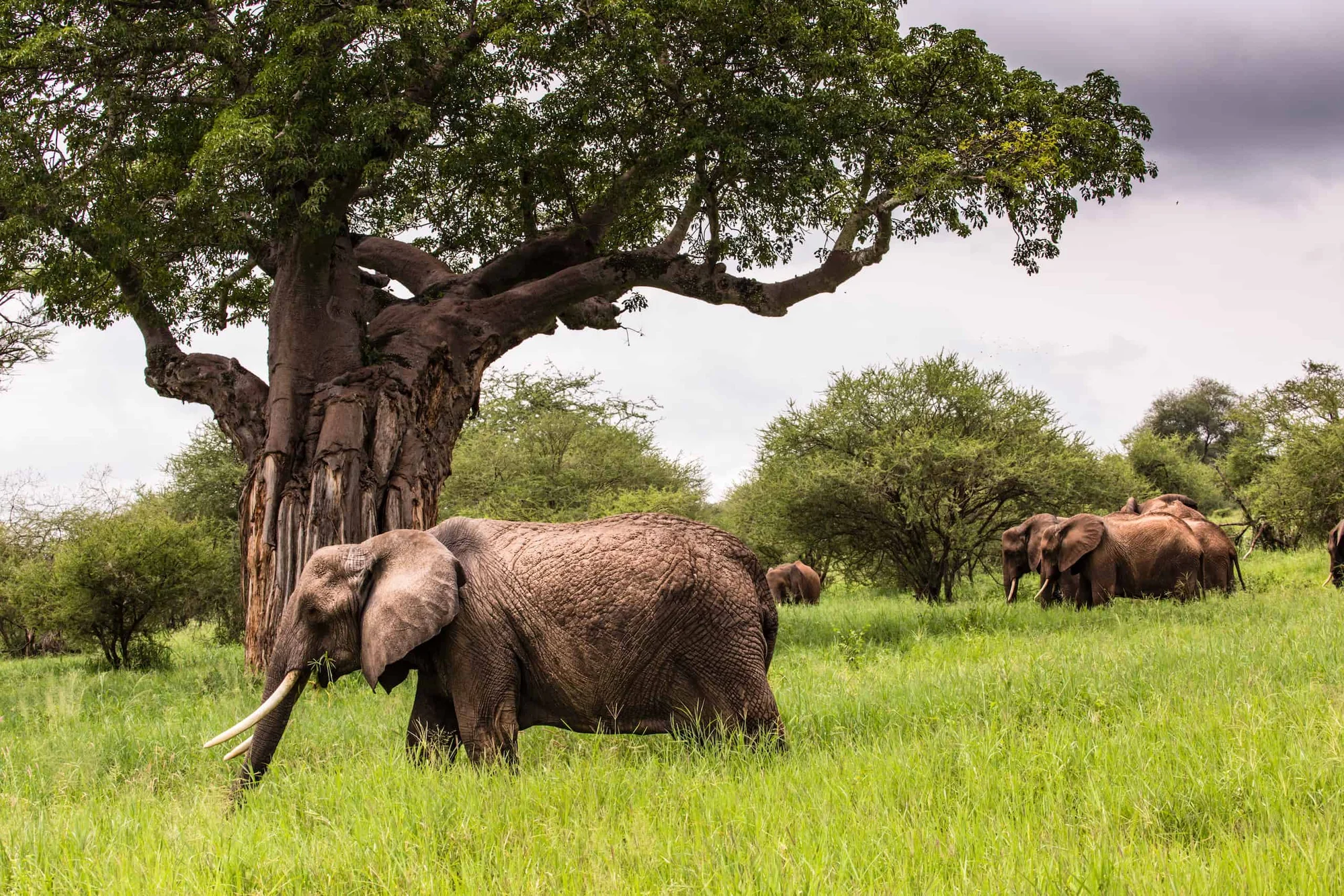 Safari di 6 Giorni nel Circuito Settentrionale (2 Notti Serengeti)