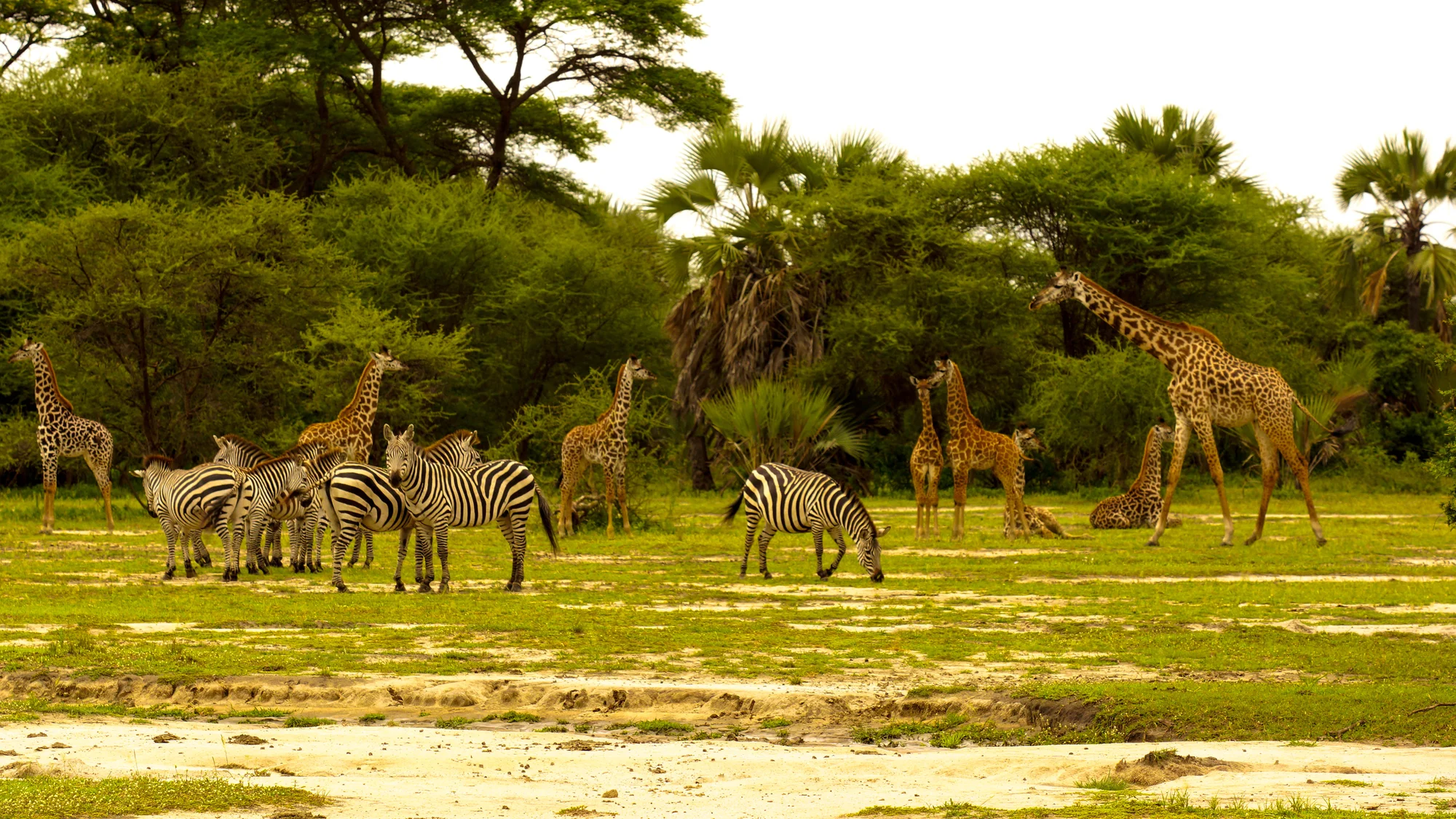 6-Day Northern Circuit Safari (2 Nights Serengeti)