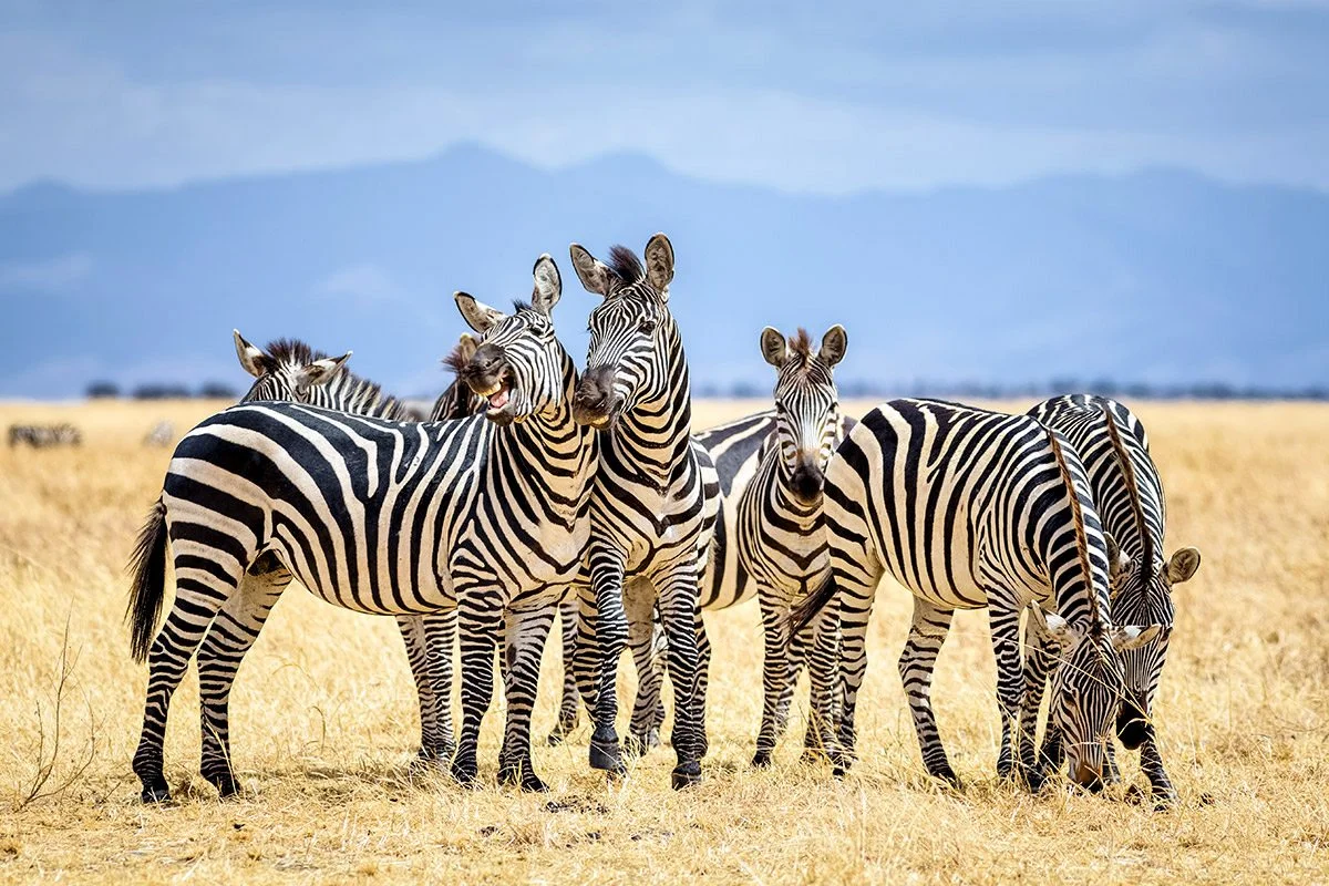 Safari de 2 jours à Tarangire