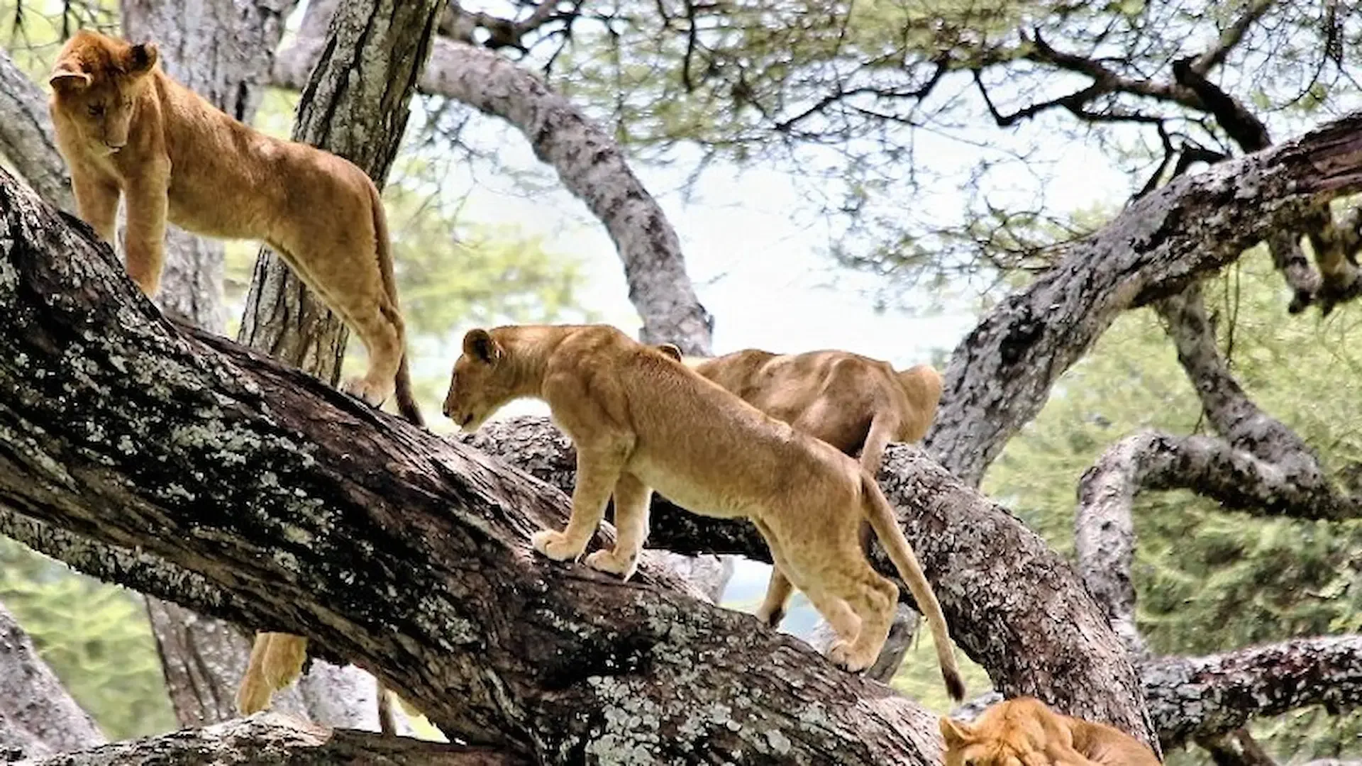Safari de 3 Días en Tarangire