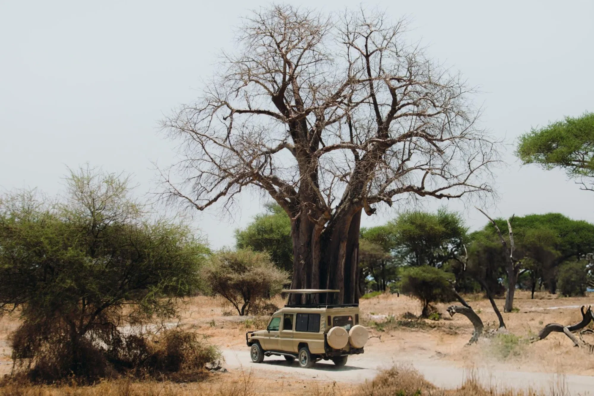Safari de 3 jours : Tarangire, Manyara et Ngorongoro