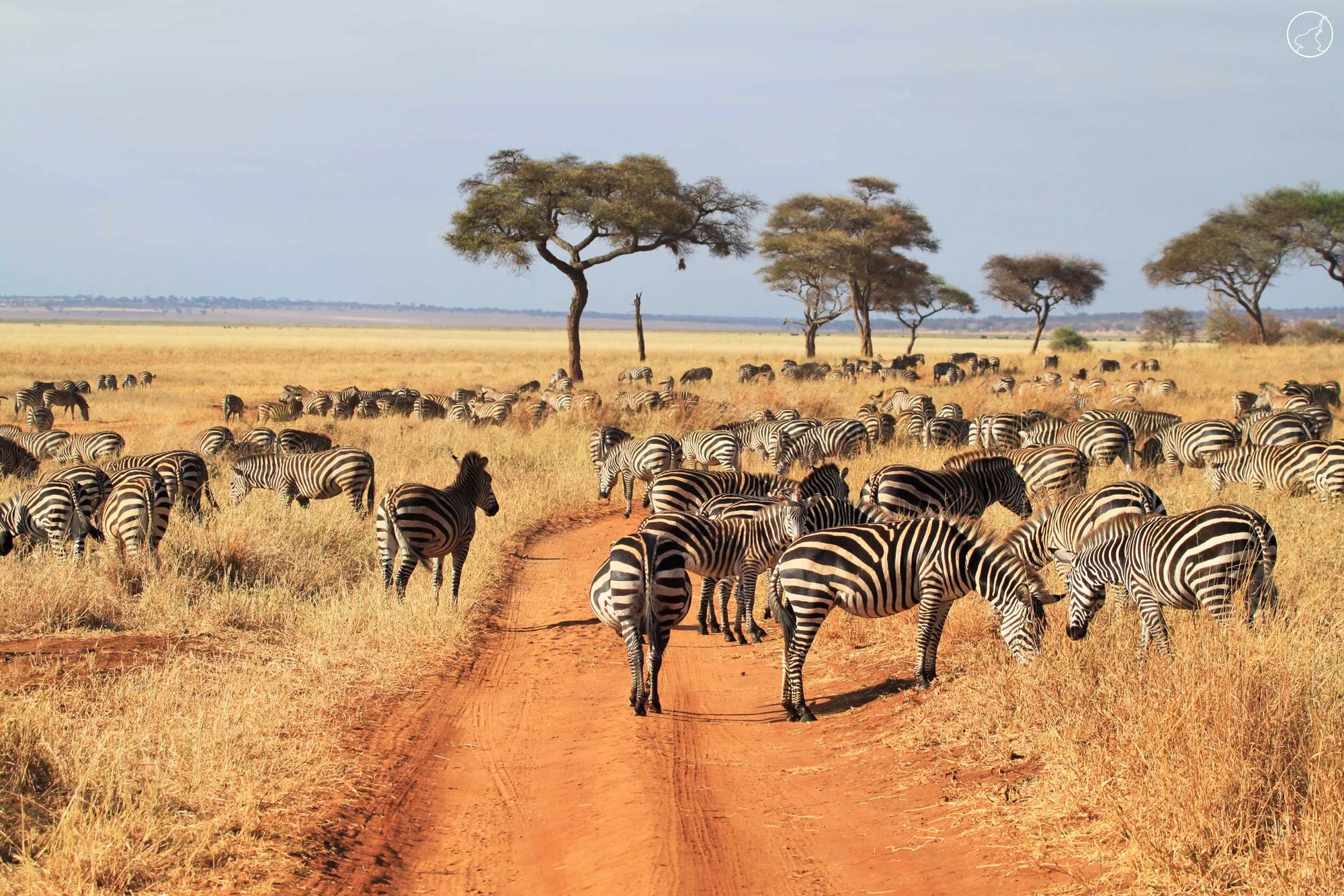 6-Day Northern Circuit Safari (2 Nights Serengeti)