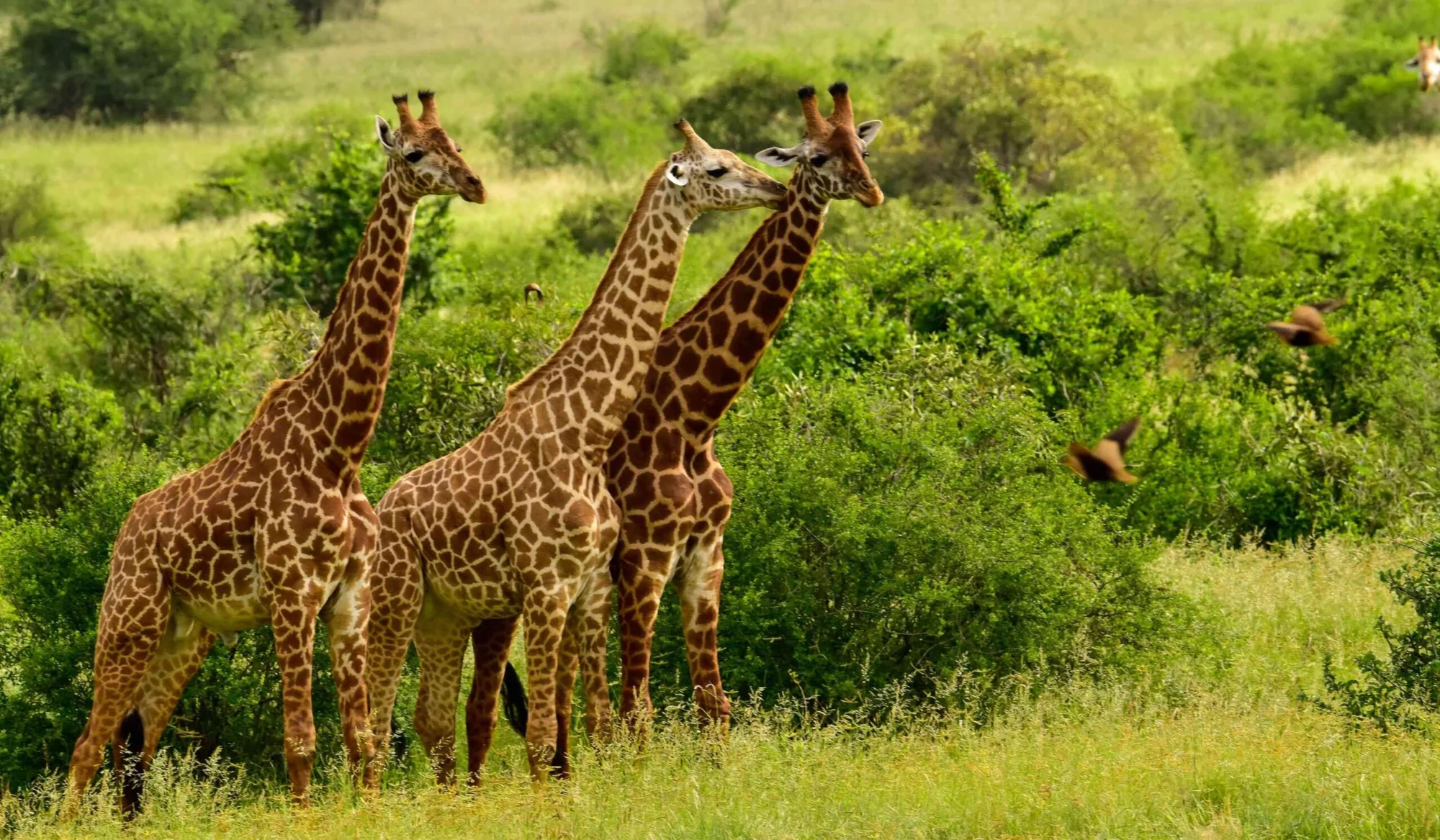 Tsavo East National Park — 5