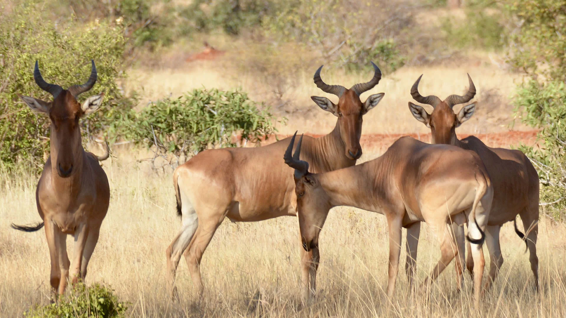 Safari di 5 Giorni Amboseli & Tsavo East: dagli Elefanti del Kilimanjaro ai Giganti di Polvere Rossa