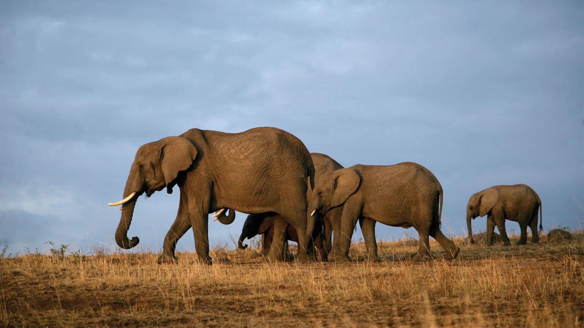 Safari de 3 jours à Tsavo East — Le pays des éléphants rouges