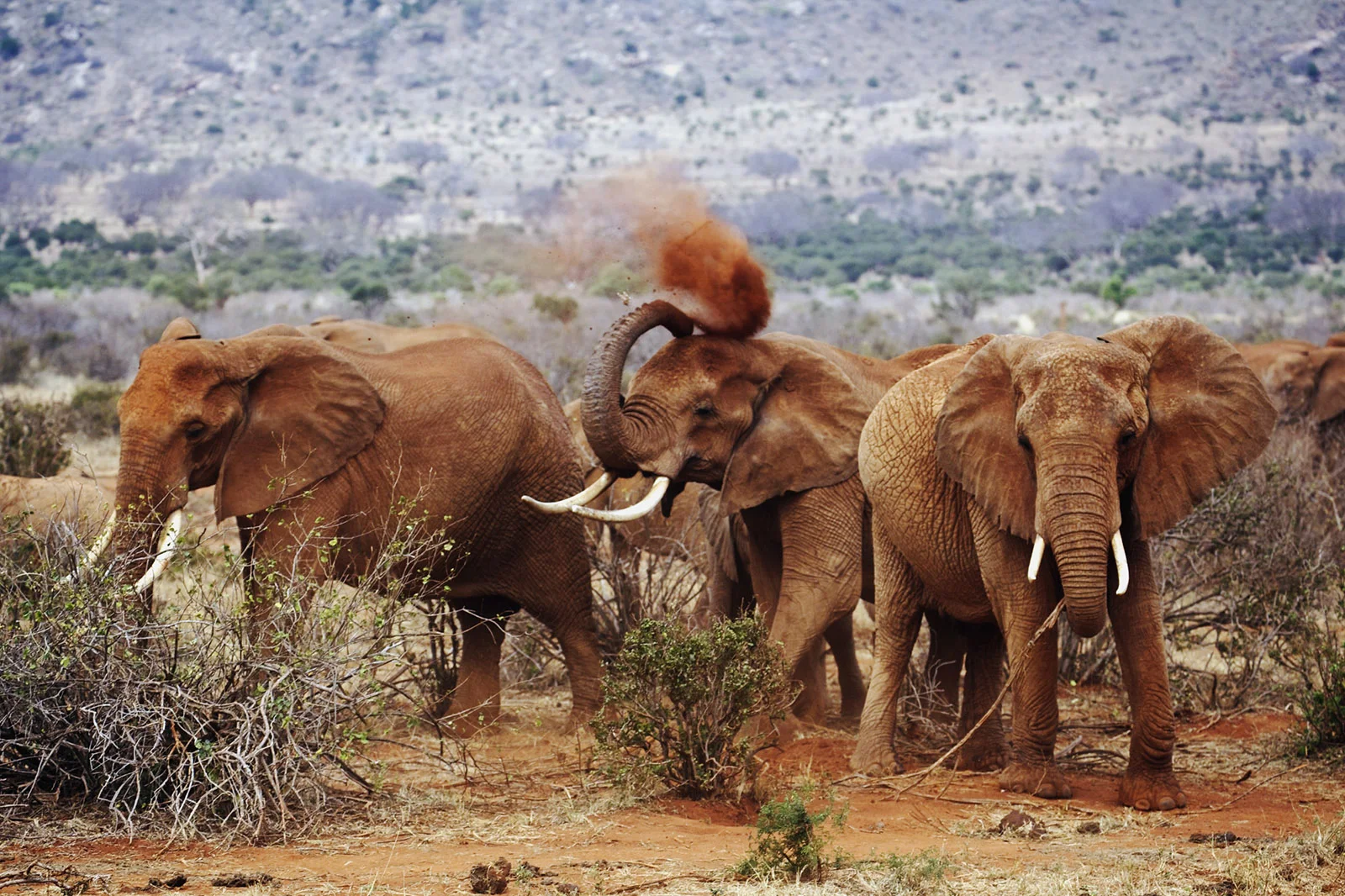 3-Day Tsavo East Safari — Land of the Red Elephants