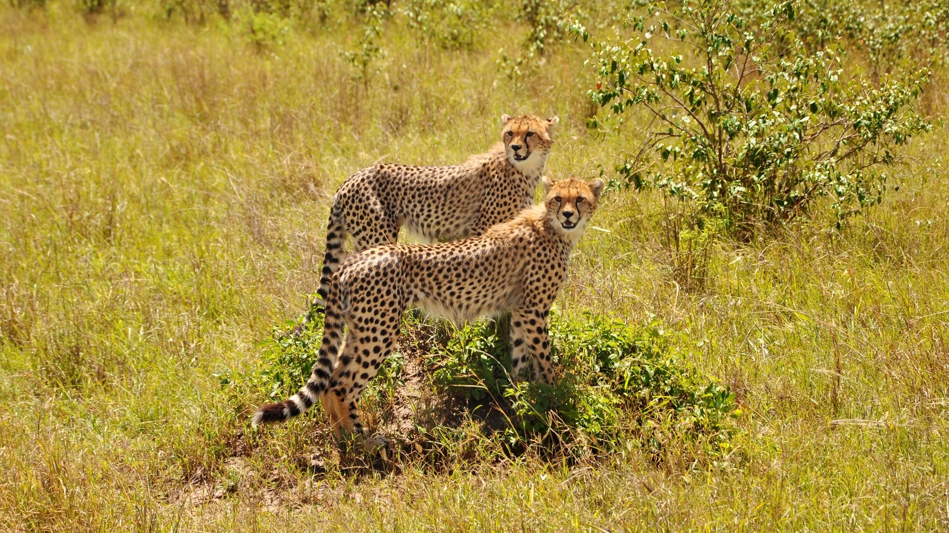 5-Day Amboseli & Tsavo East Safari: Kilimanjaro Elephants to Red-Dust Giants