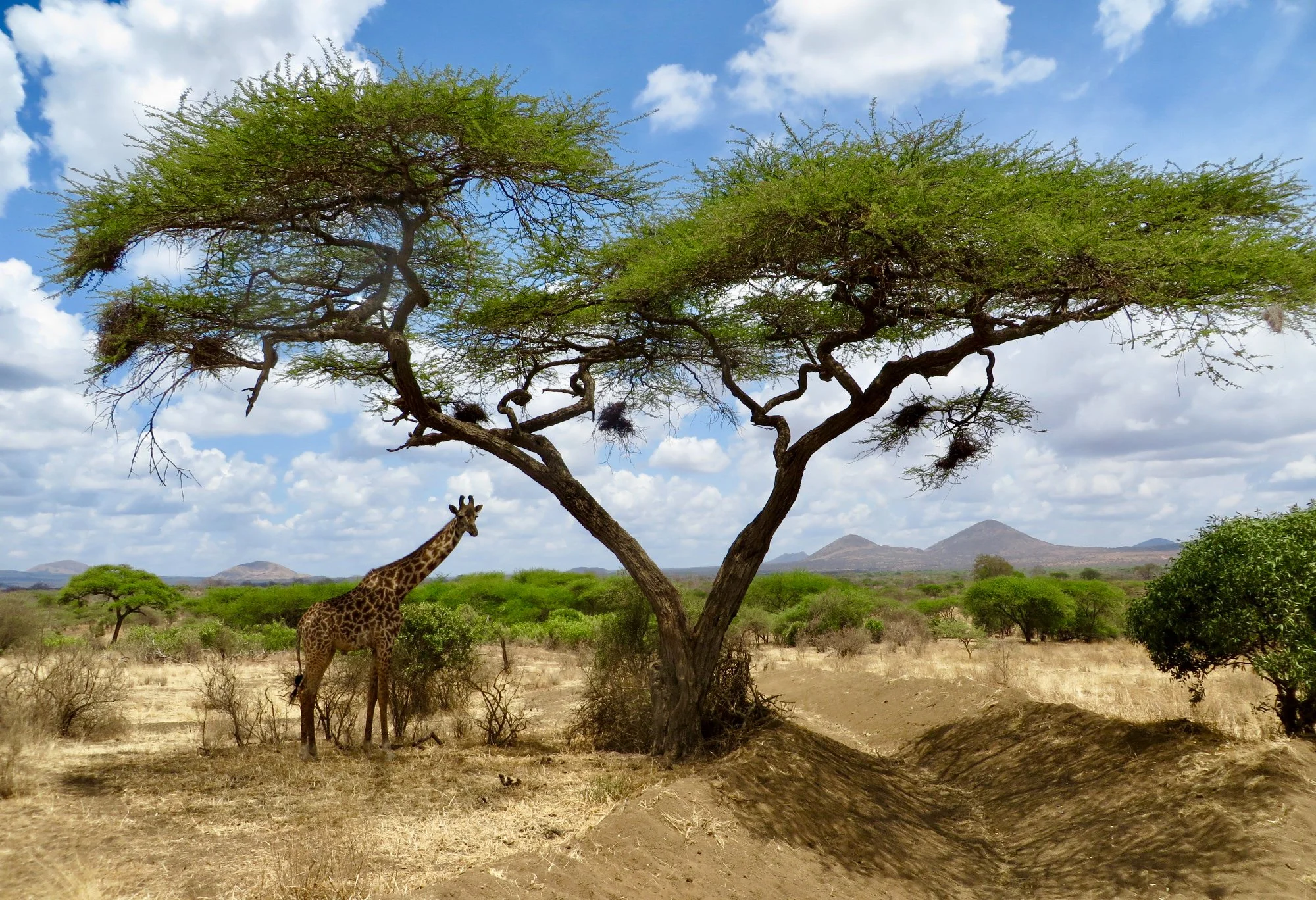 Safari di 7 Giorni: Amboseli, Tsavo West e Tsavo East