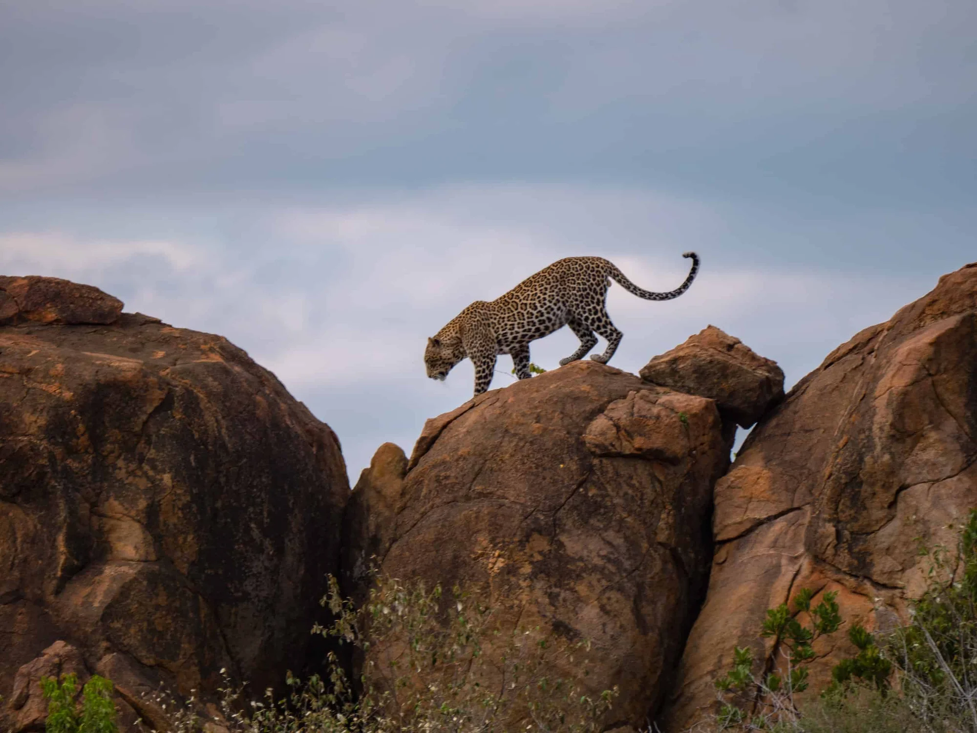 Tsavo West National Park — 3