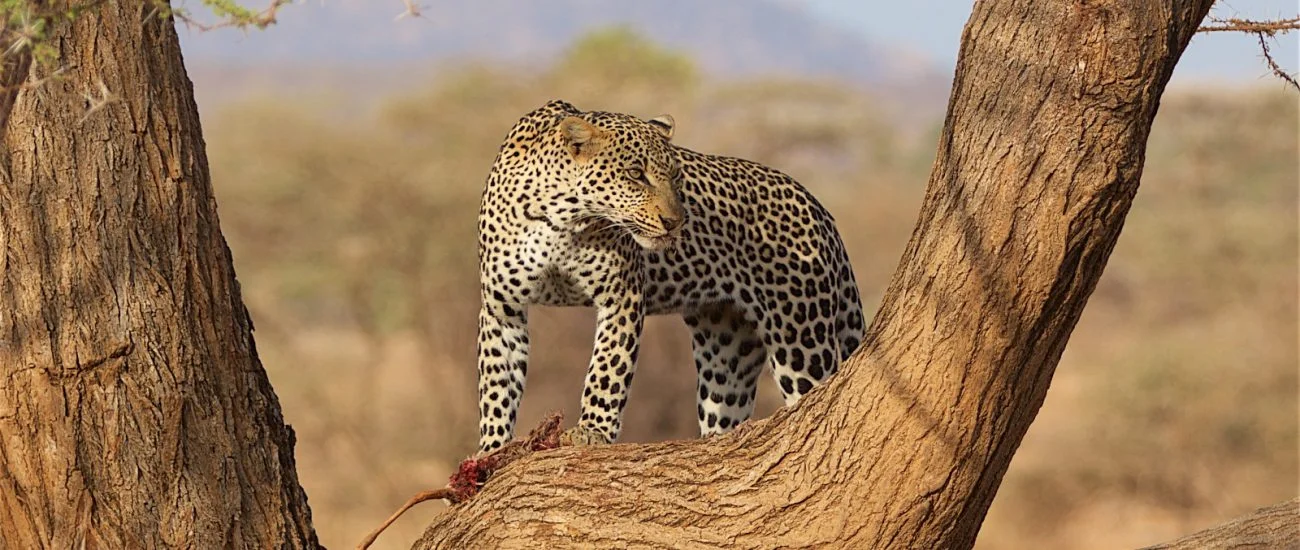 Safari di 3 Giorni a Tsavo East e Tsavo West