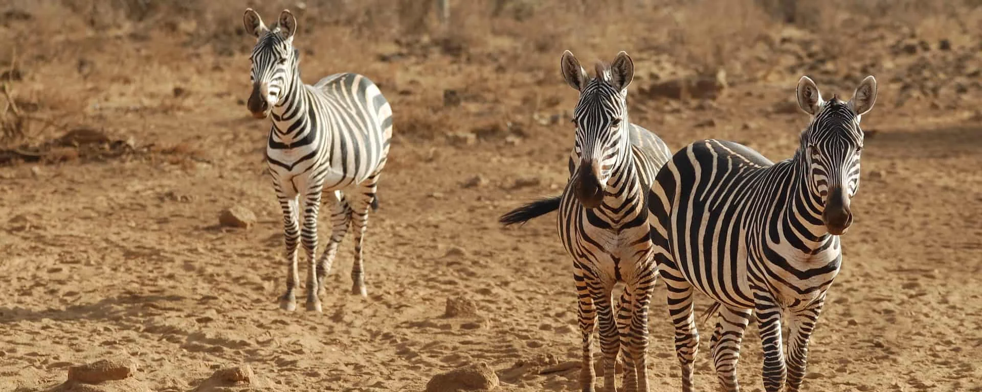 Safari di Lusso di 4 Giorni: Tsavo West & Amboseli