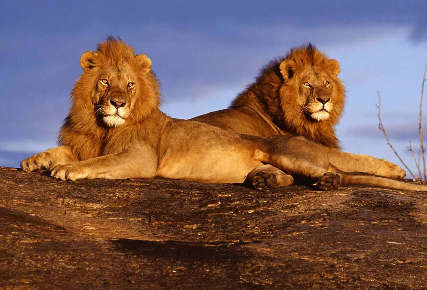 3-Day Amboseli & Tsavo West Safari