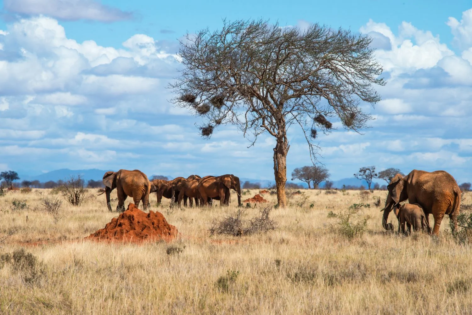 Safari di 3 Giorni ad Amboseli e Tsavo West